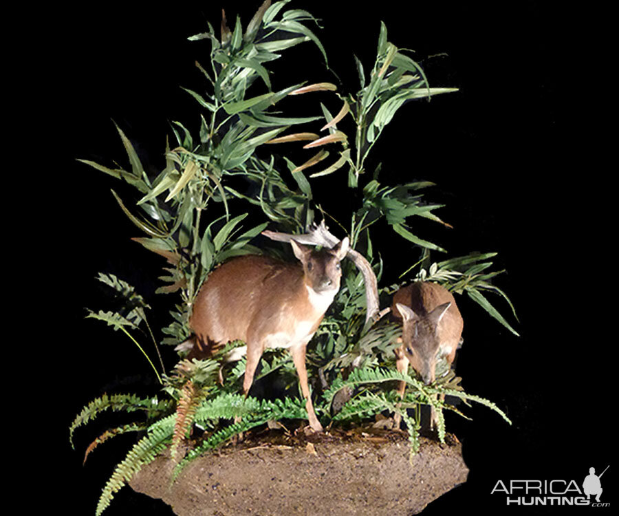 Royal Antelope Full Mount Taxidermy