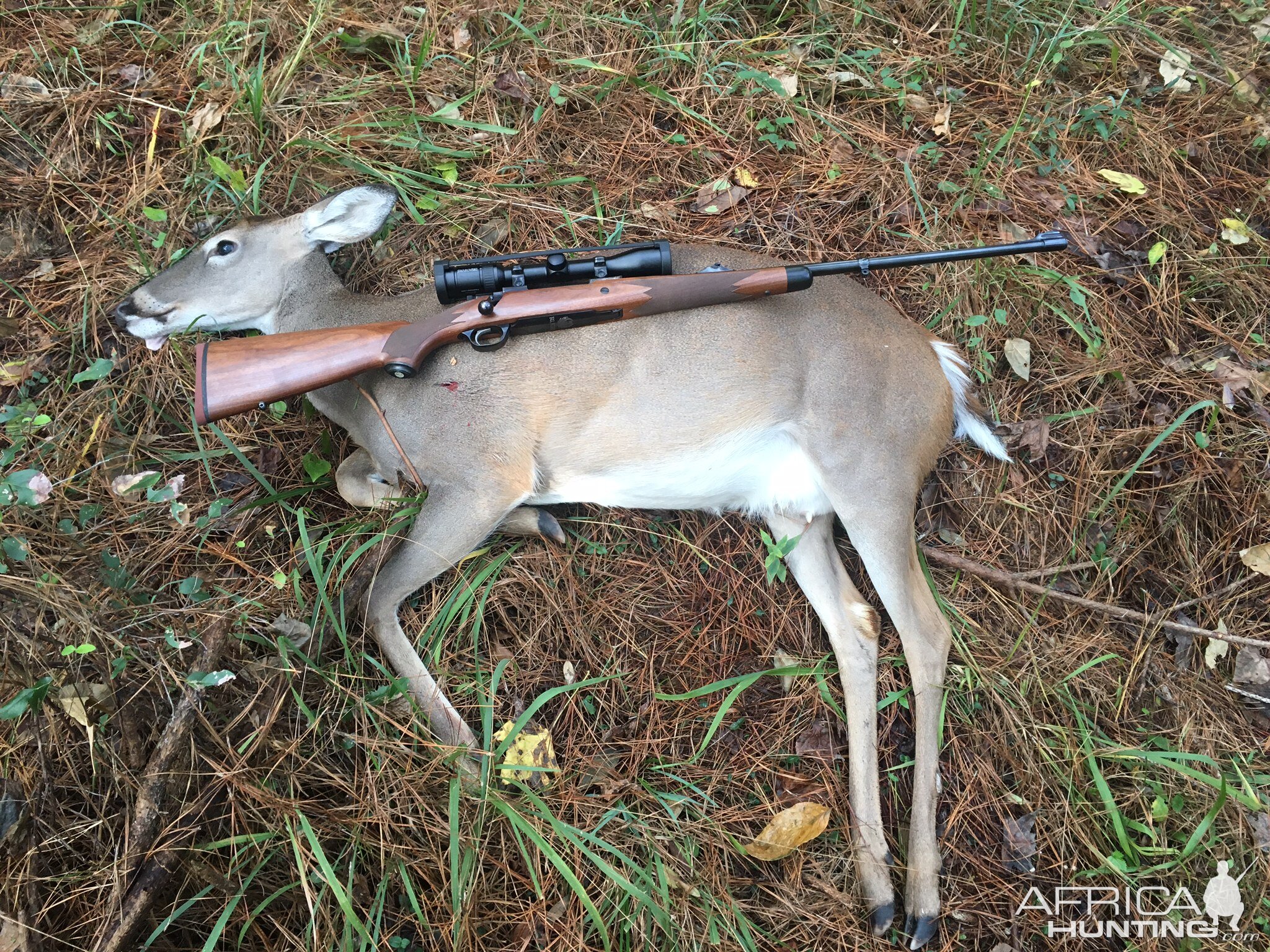 Ruger African in 275 Rigby Rifle