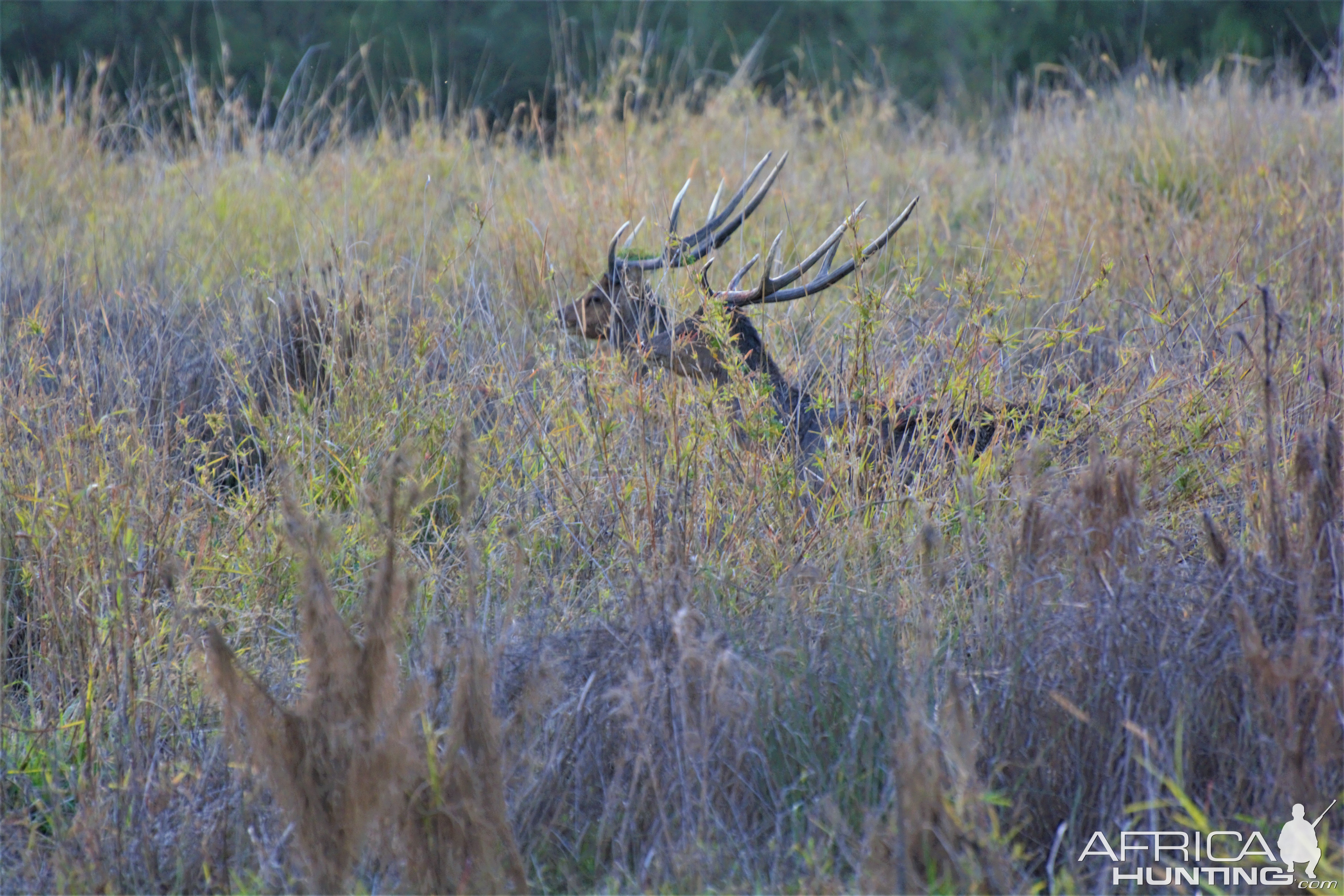 Rusa Deer New Zealand