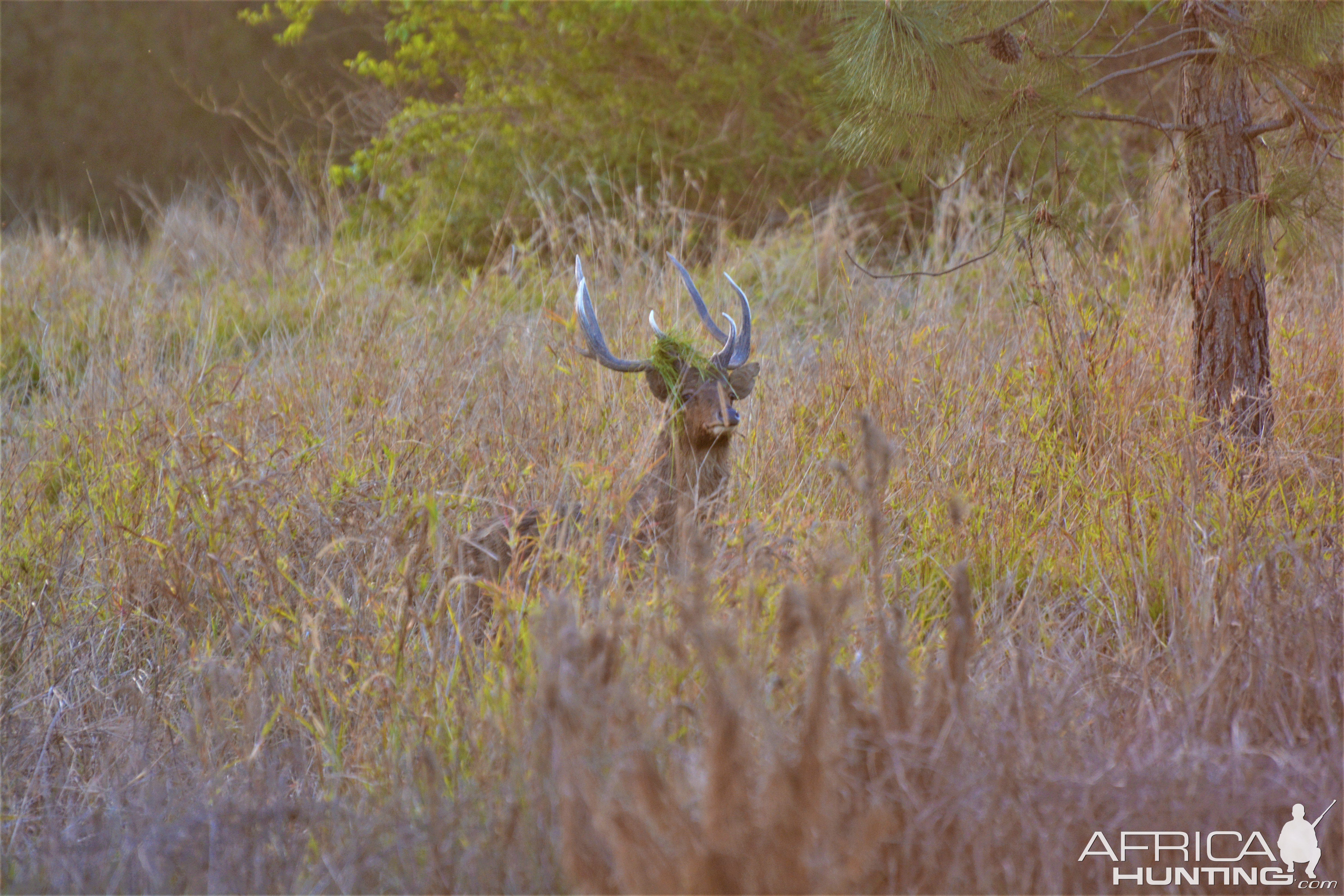 Rusa Deer New Zealand