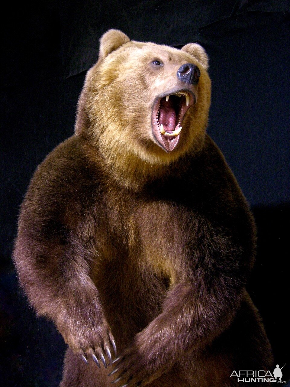 Russian Brown Bear Full Mount Taxidermy