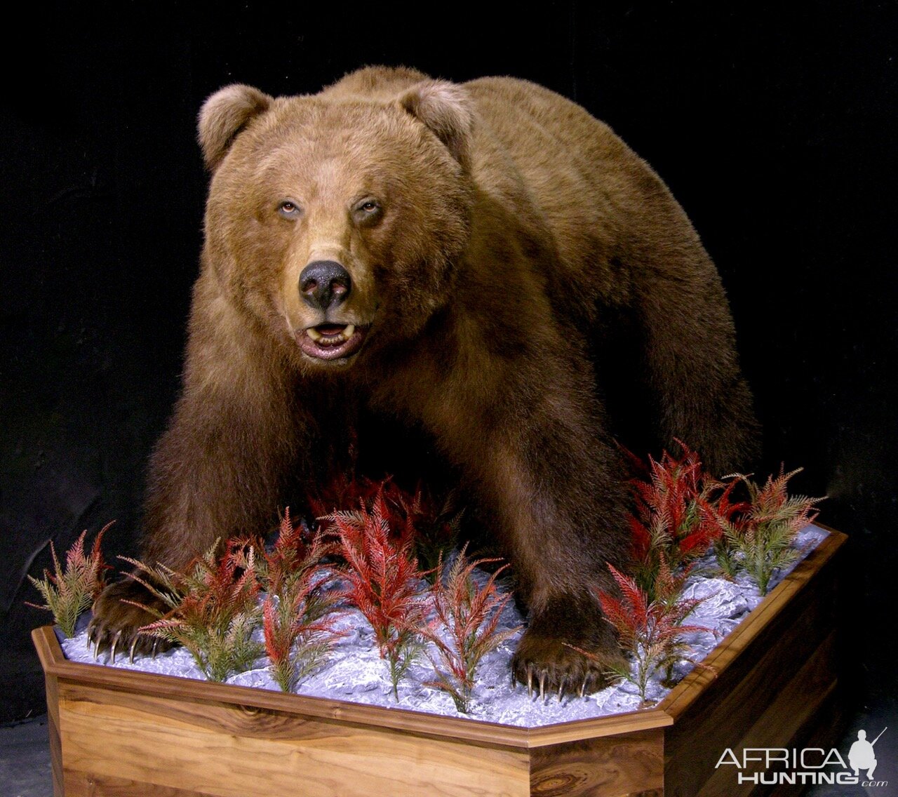 Russian Brown Bear Full Mount Taxidermy