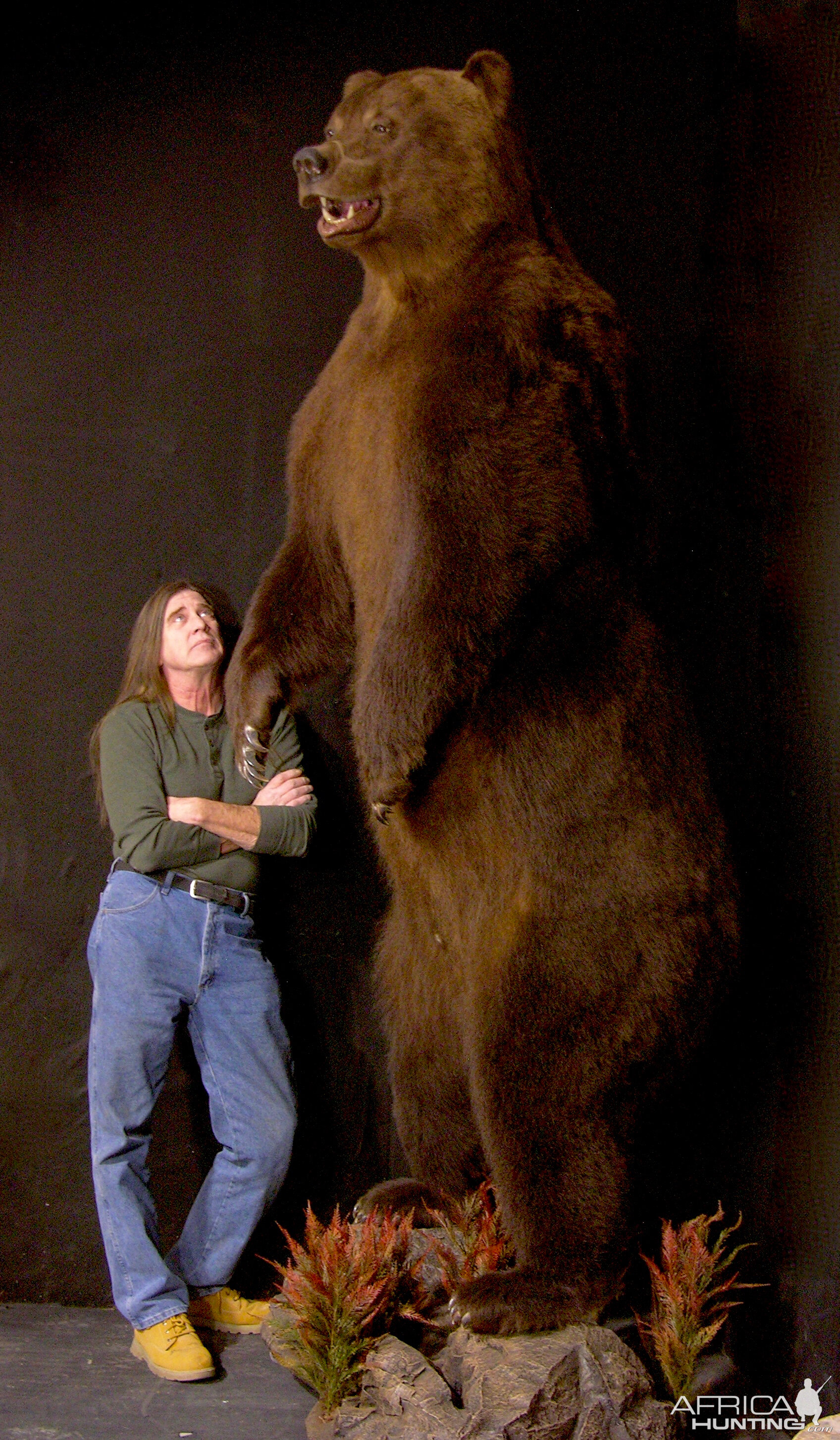 Russian Brown Bear Full Mount Taxidermy