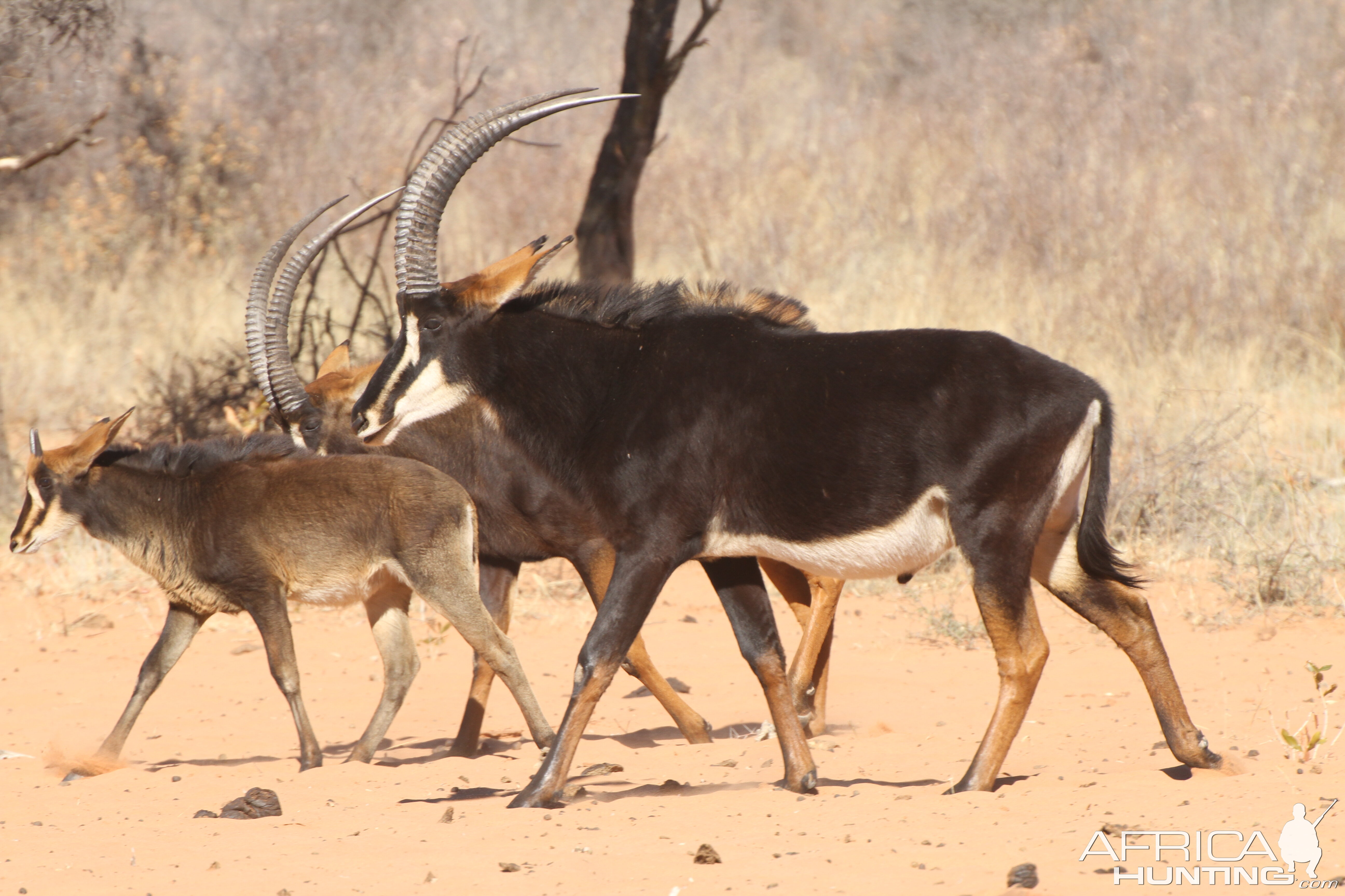 Sable Antelope at Waterberg National Park Namibia