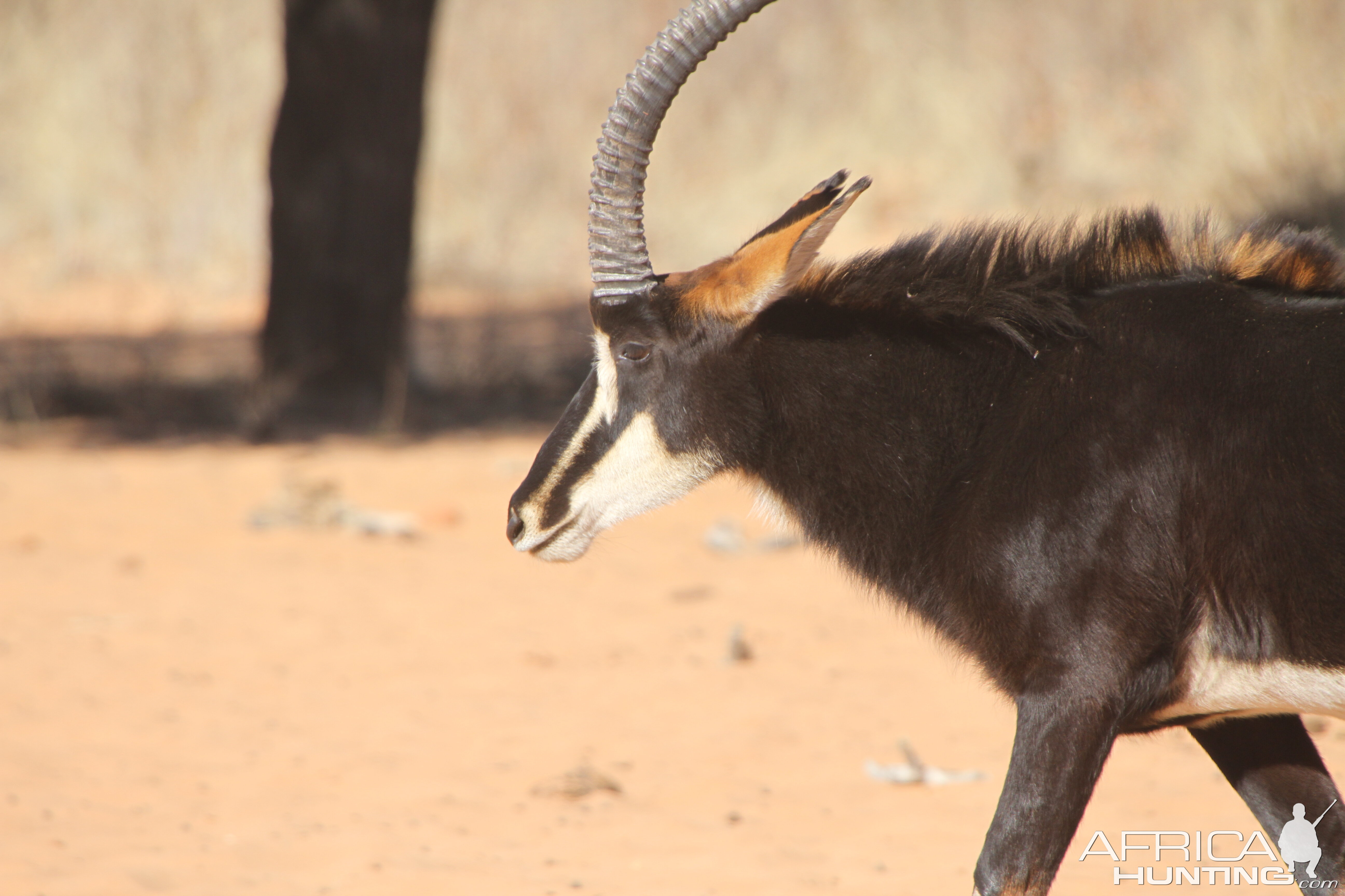 Sable Antelope at Waterberg National Park Namibia