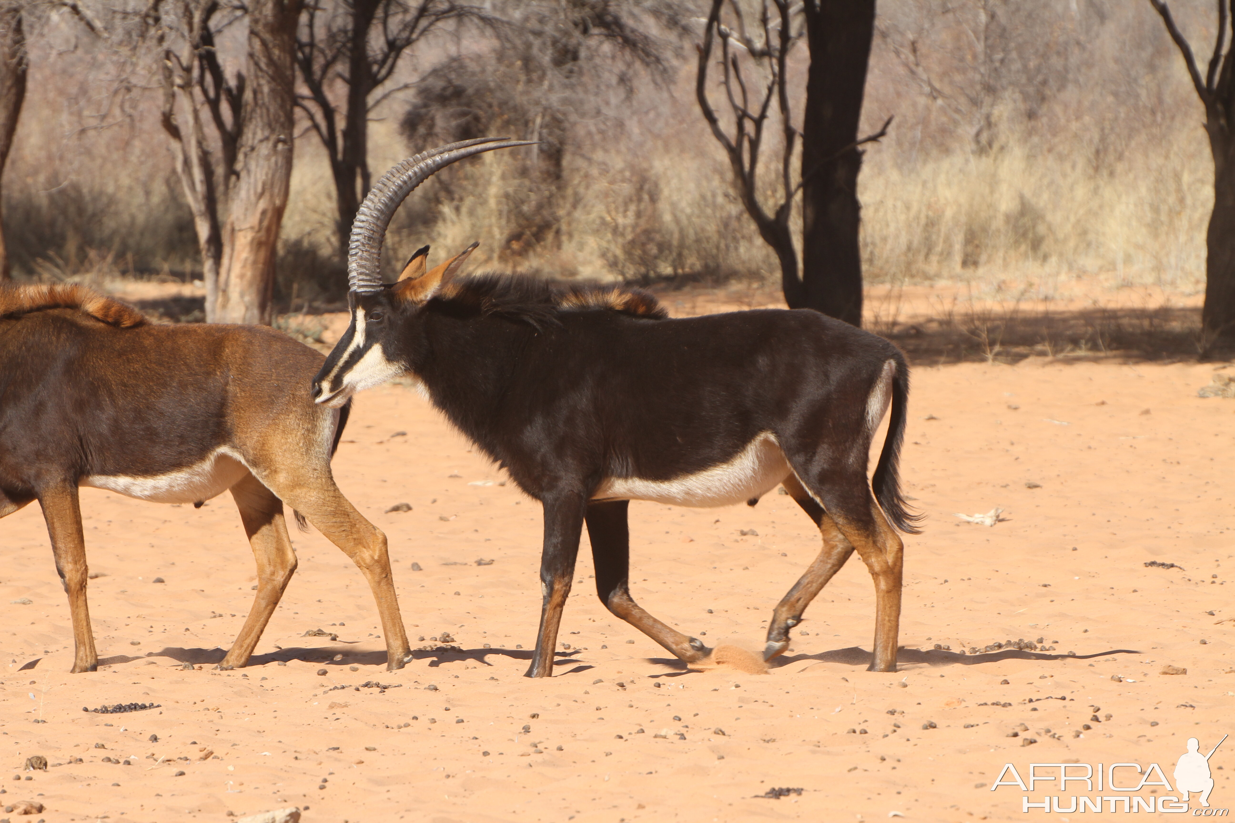 Sable Antelope at Waterberg National Park Namibia