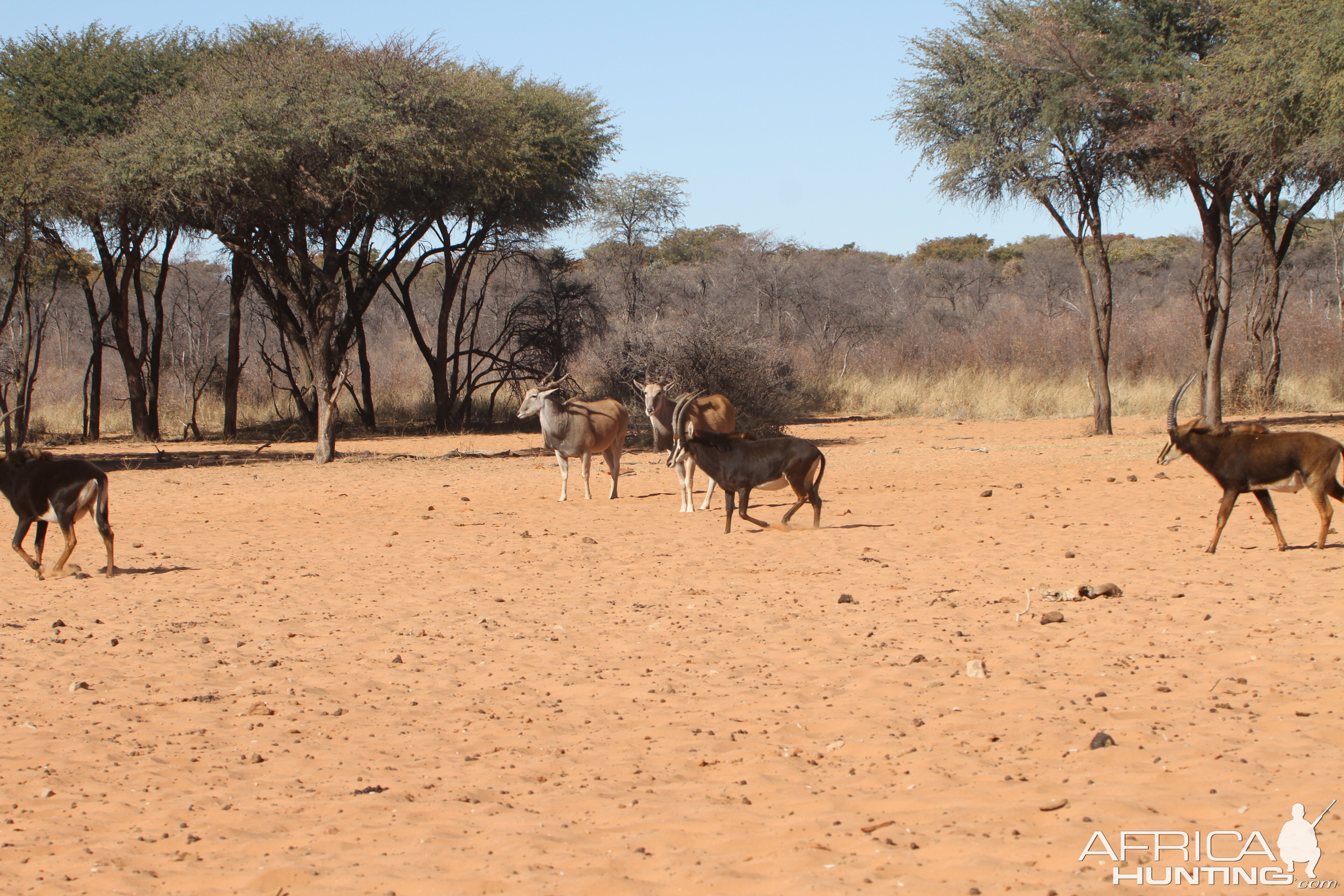 Sable Antelope at Waterberg National Park Namibia