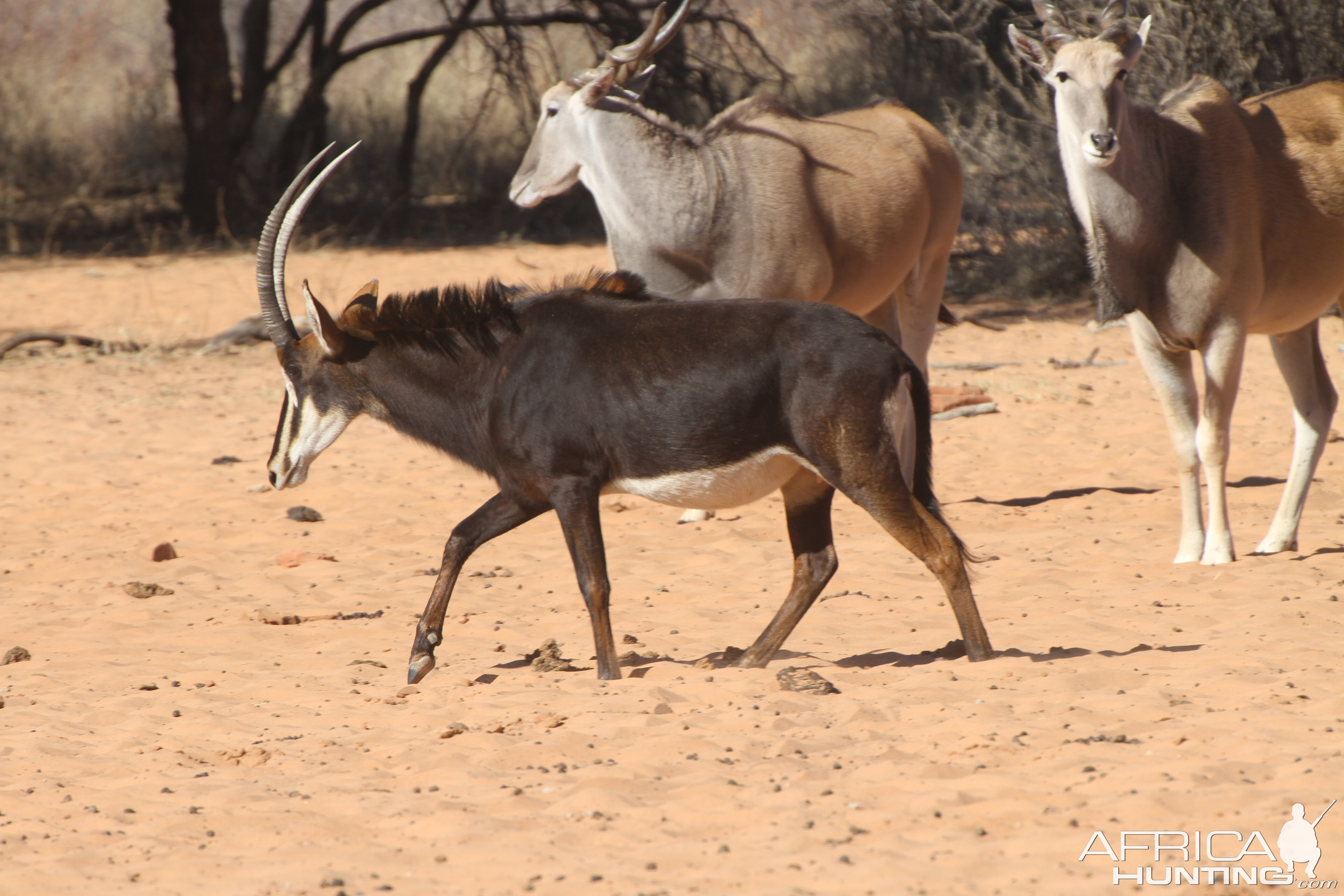 Sable Antelope at Waterberg National Park Namibia