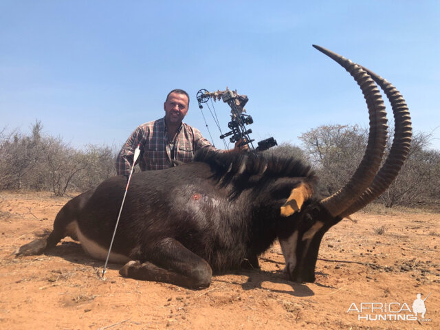 Sable Antelope Bow Hunting South Africa