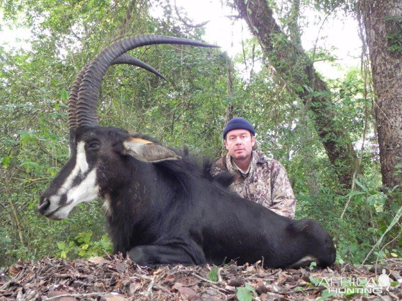 Sable Antelope Hunt Mozambique