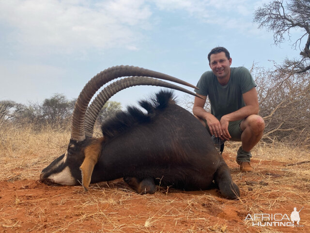 Sable Antelope Hunt South Africa