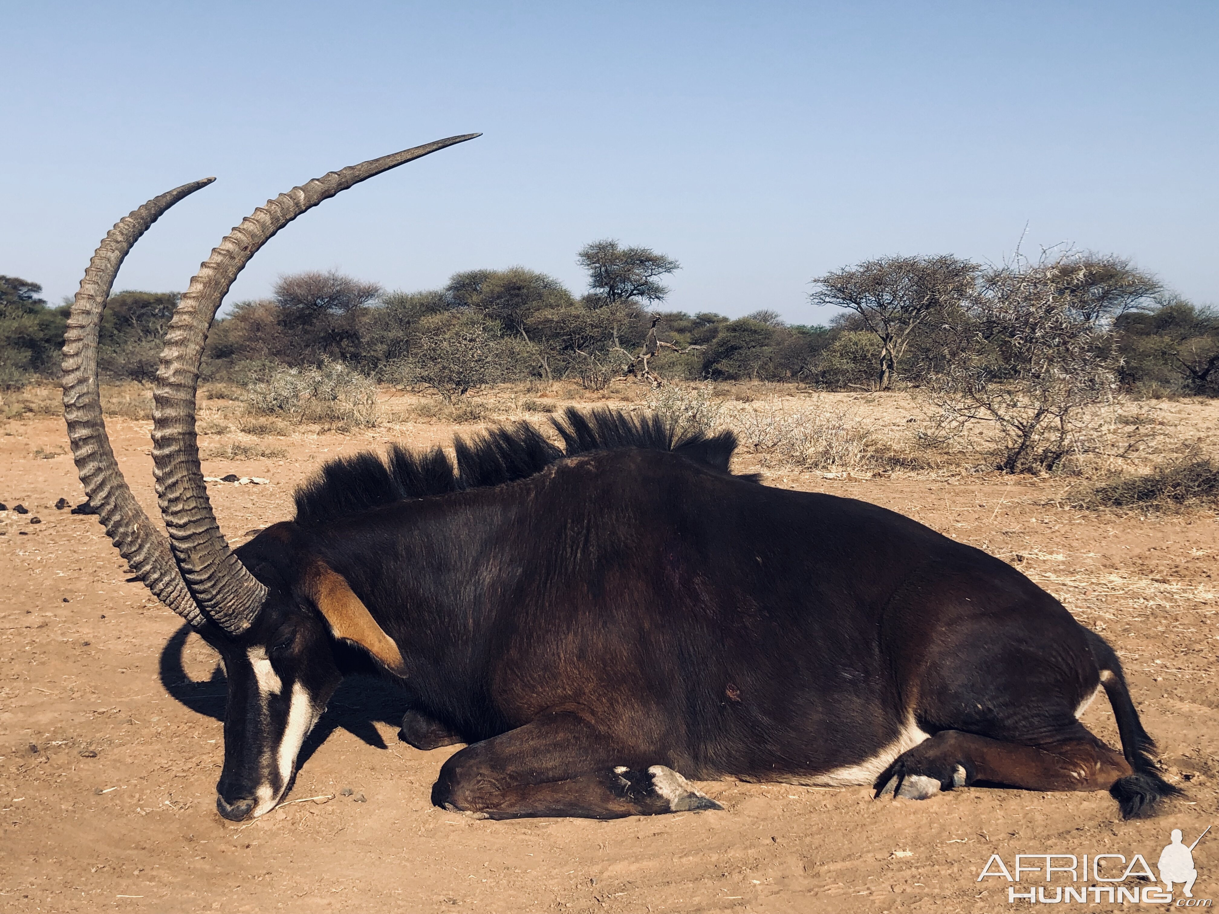 Sable Antelope Hunt South Africa