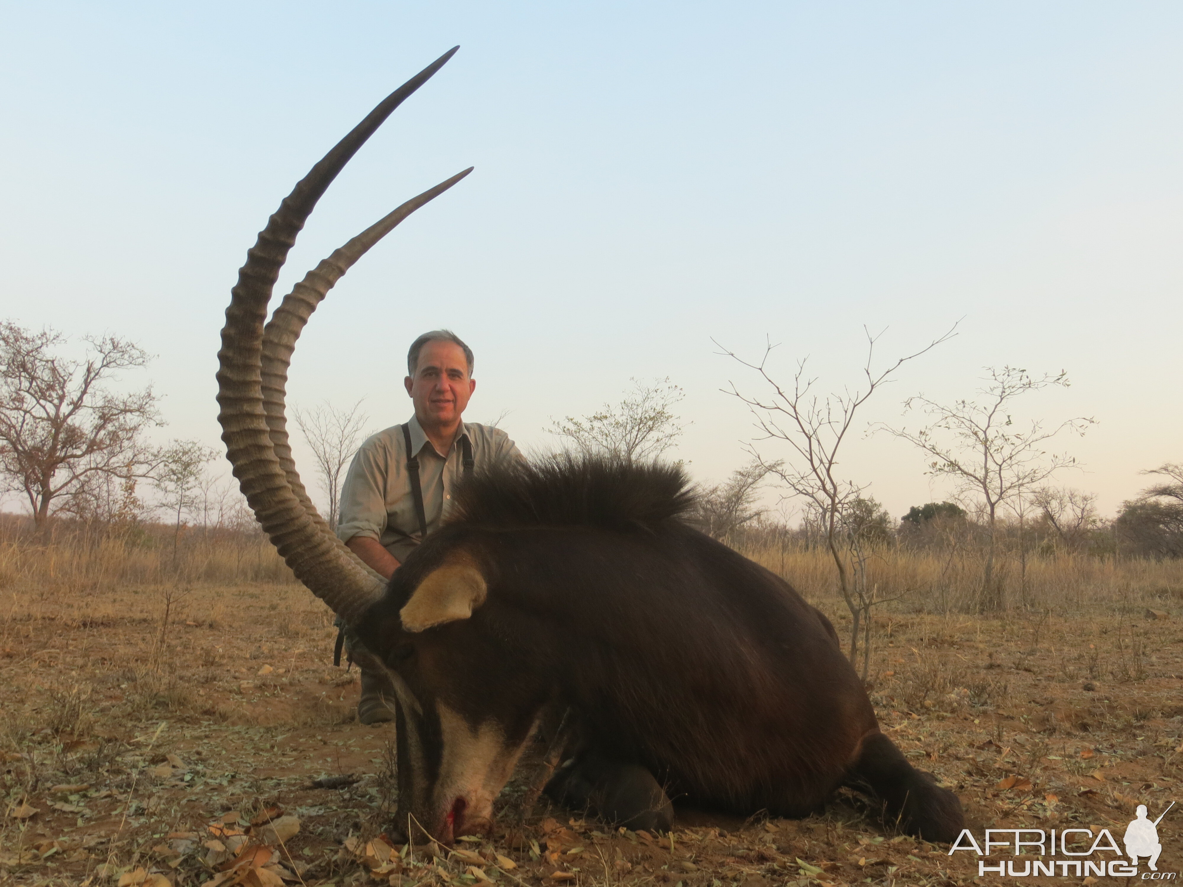 Sable Antelope Hunt South Africa