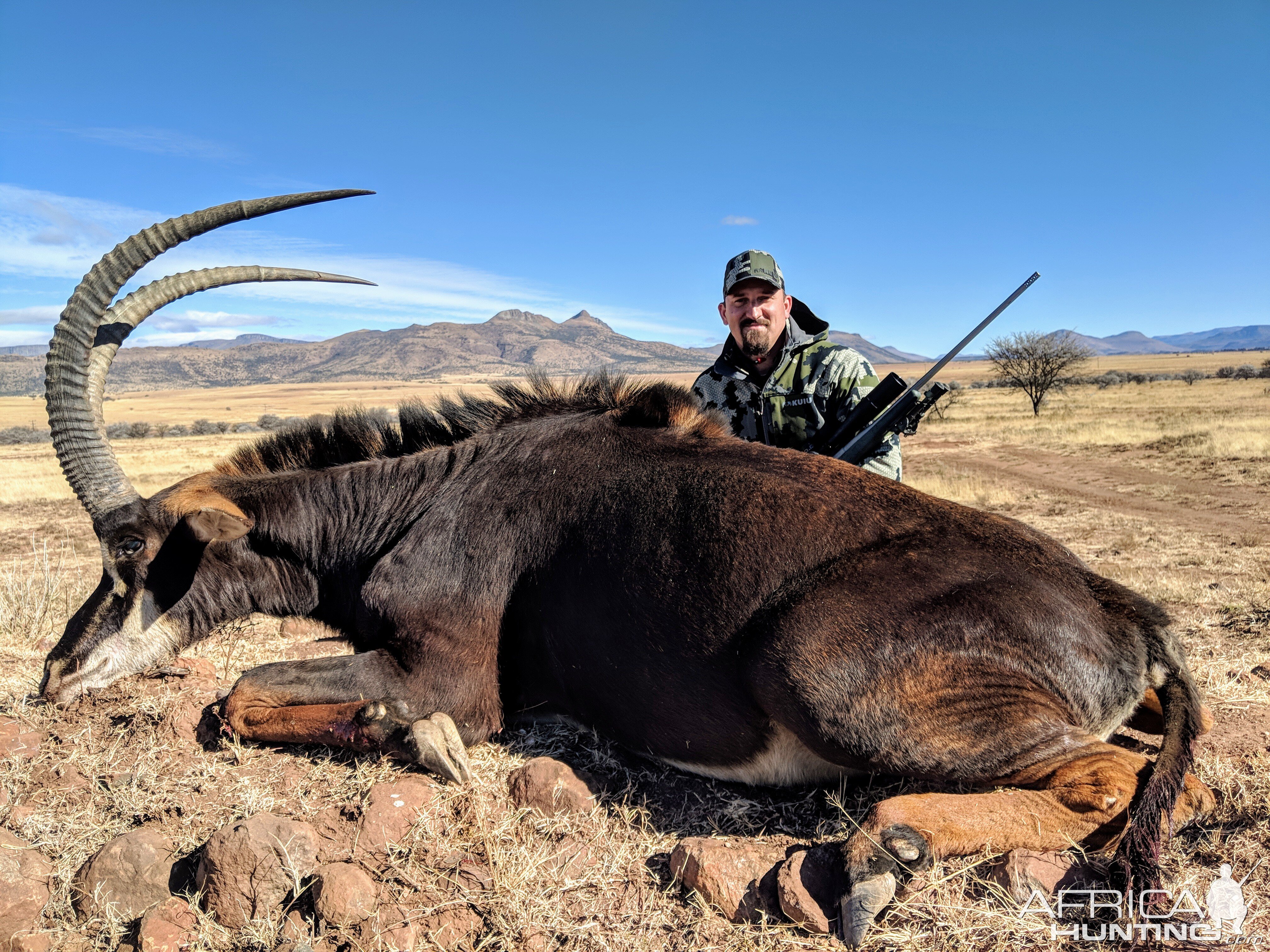 Sable Antelope Hunt South Africa