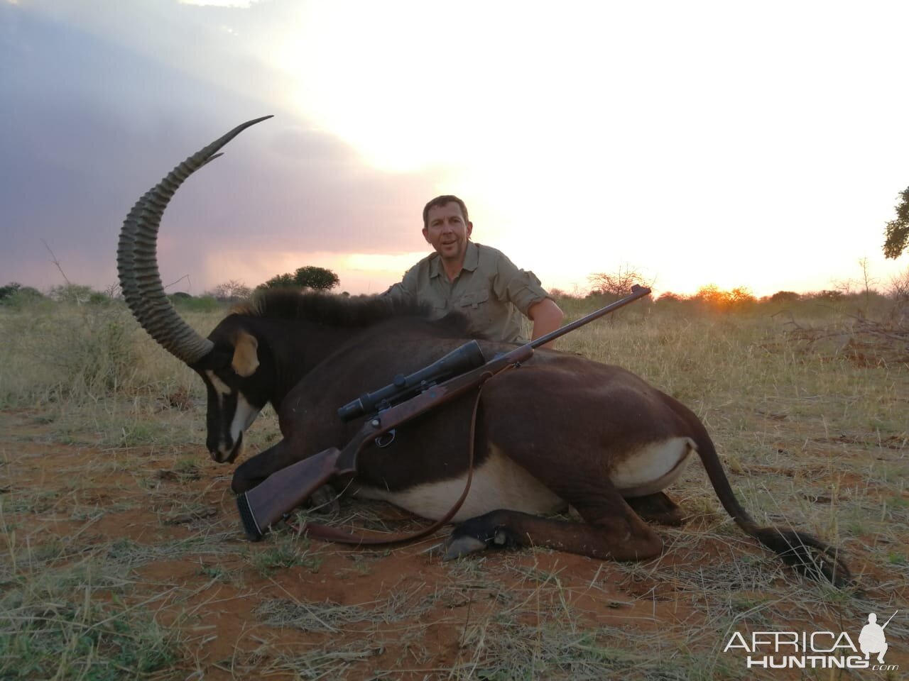 Sable Antelope Hunt South Africa