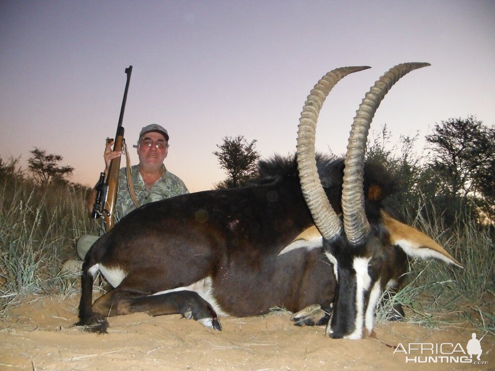 Sable Antelope Hunting South Africa