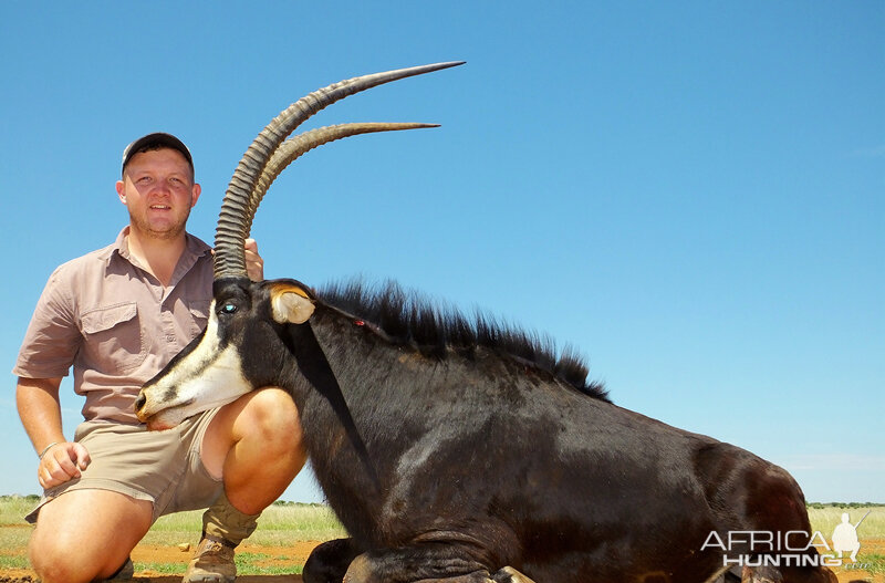 Sable Antelope Hunting South Africa