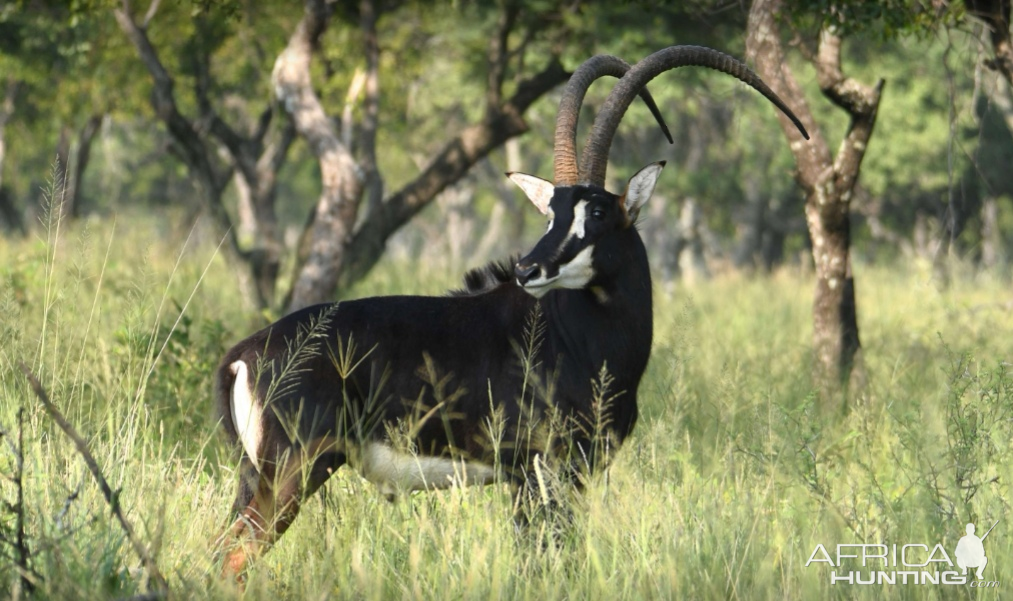 Sable Antelope in South Africa