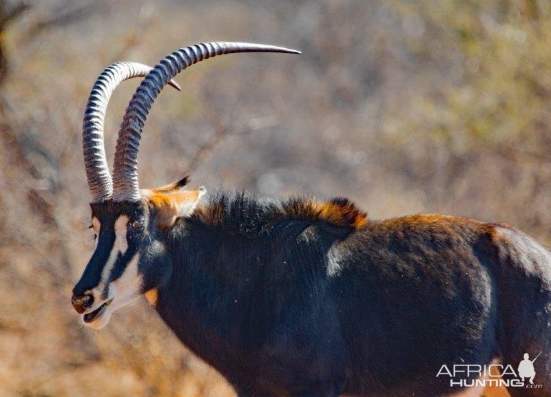 Sable Antelope in South Africa