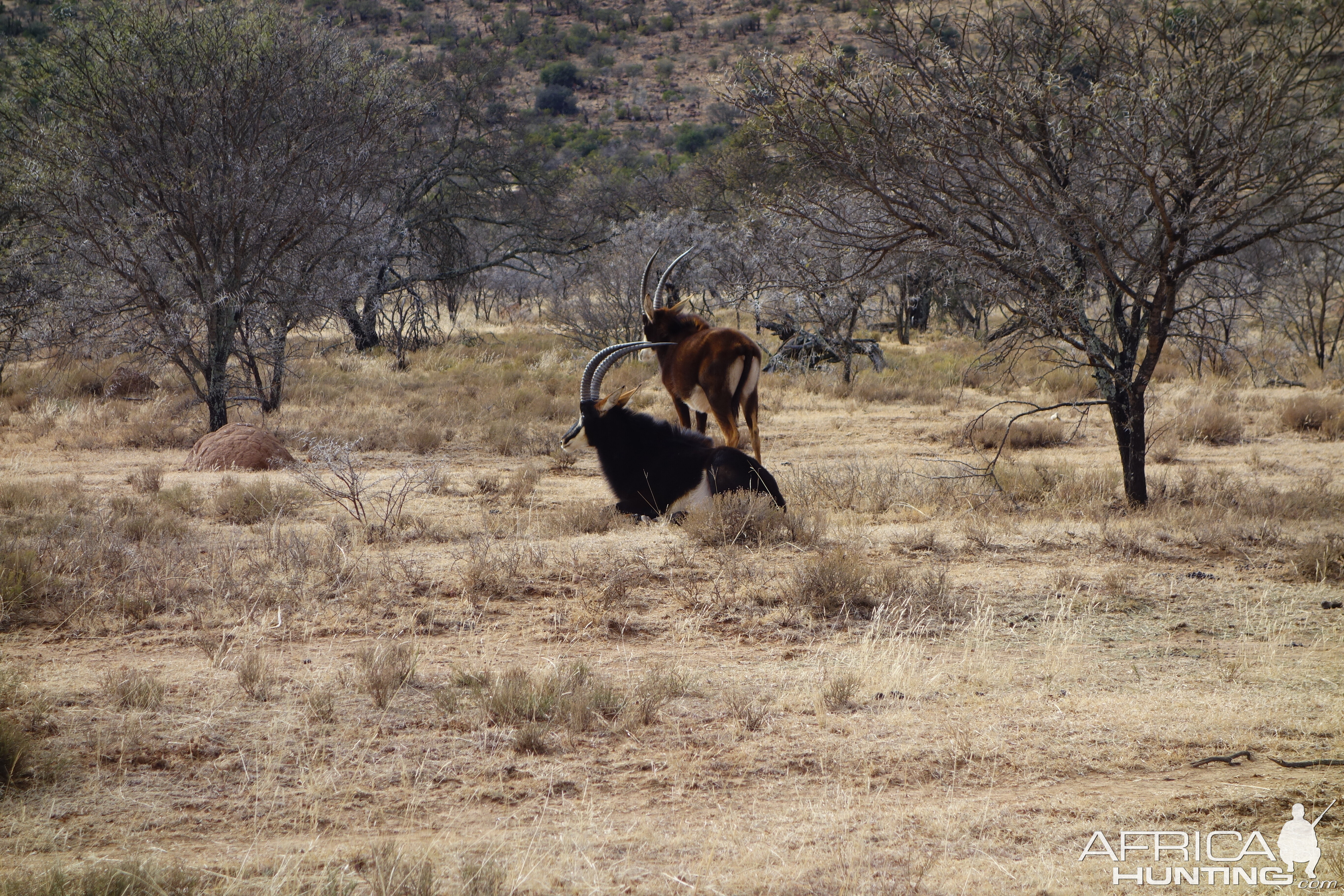 Sable Antelope in South Africa