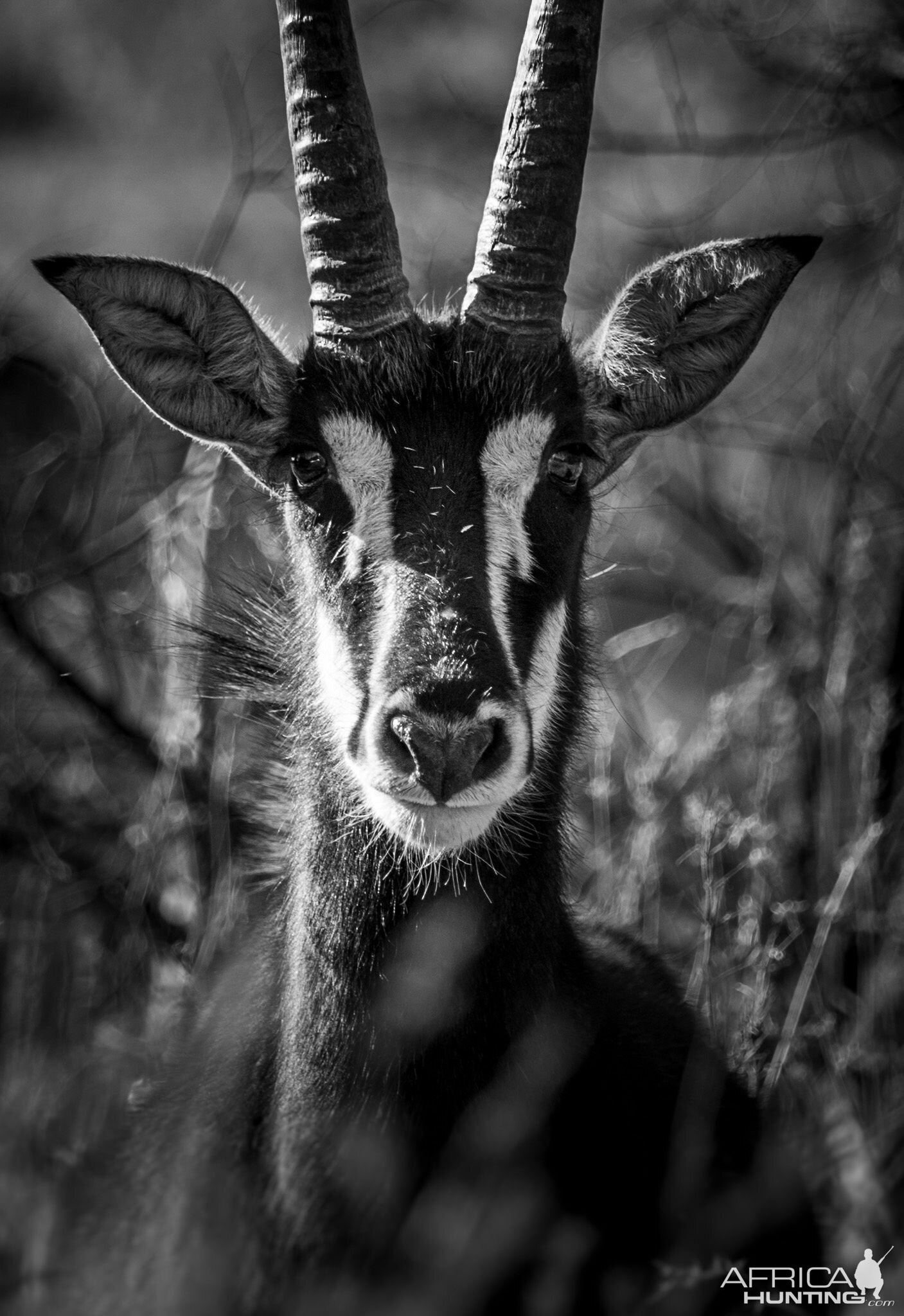 Sable Antelope in South Africa