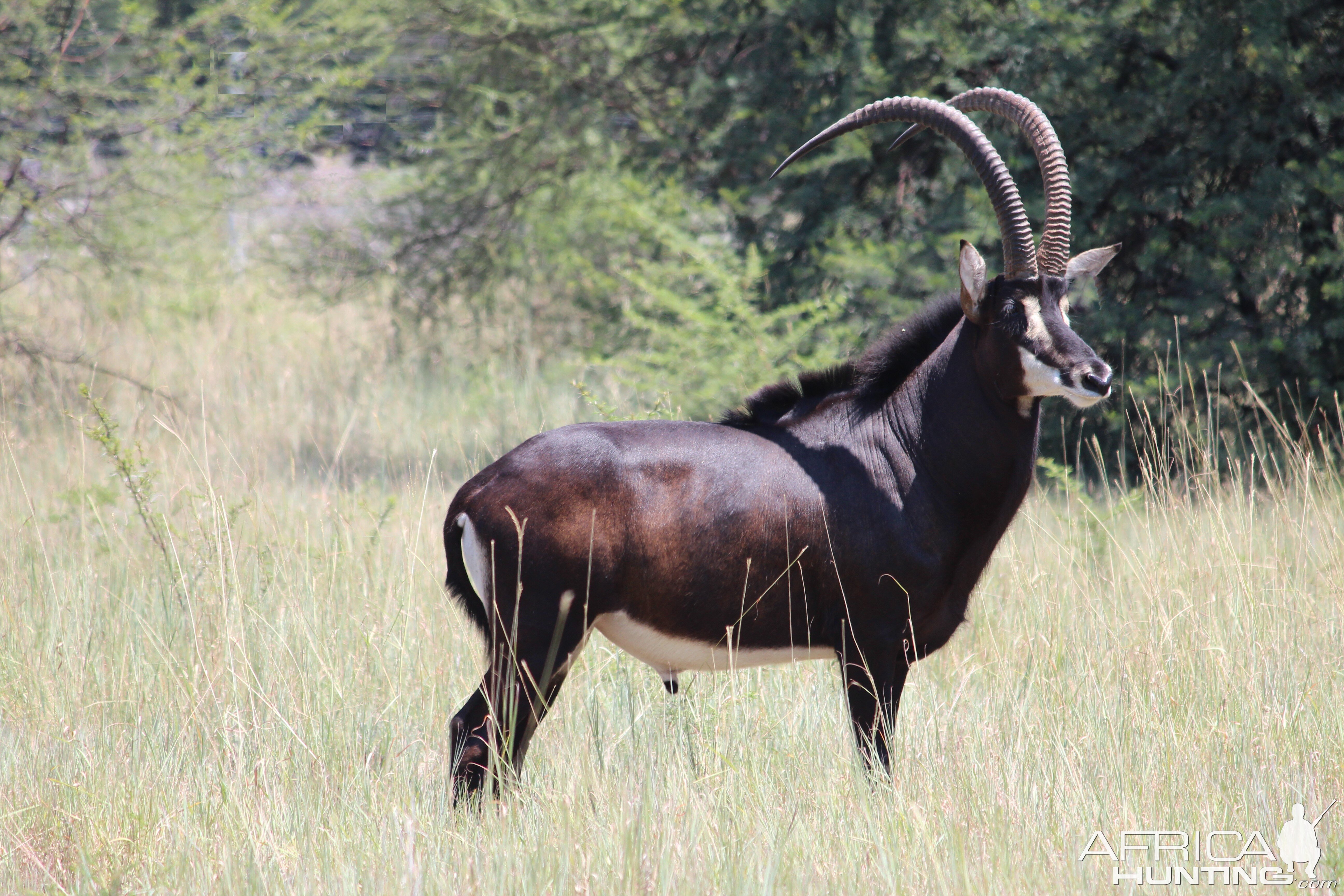 Sable Antelope in South Africa