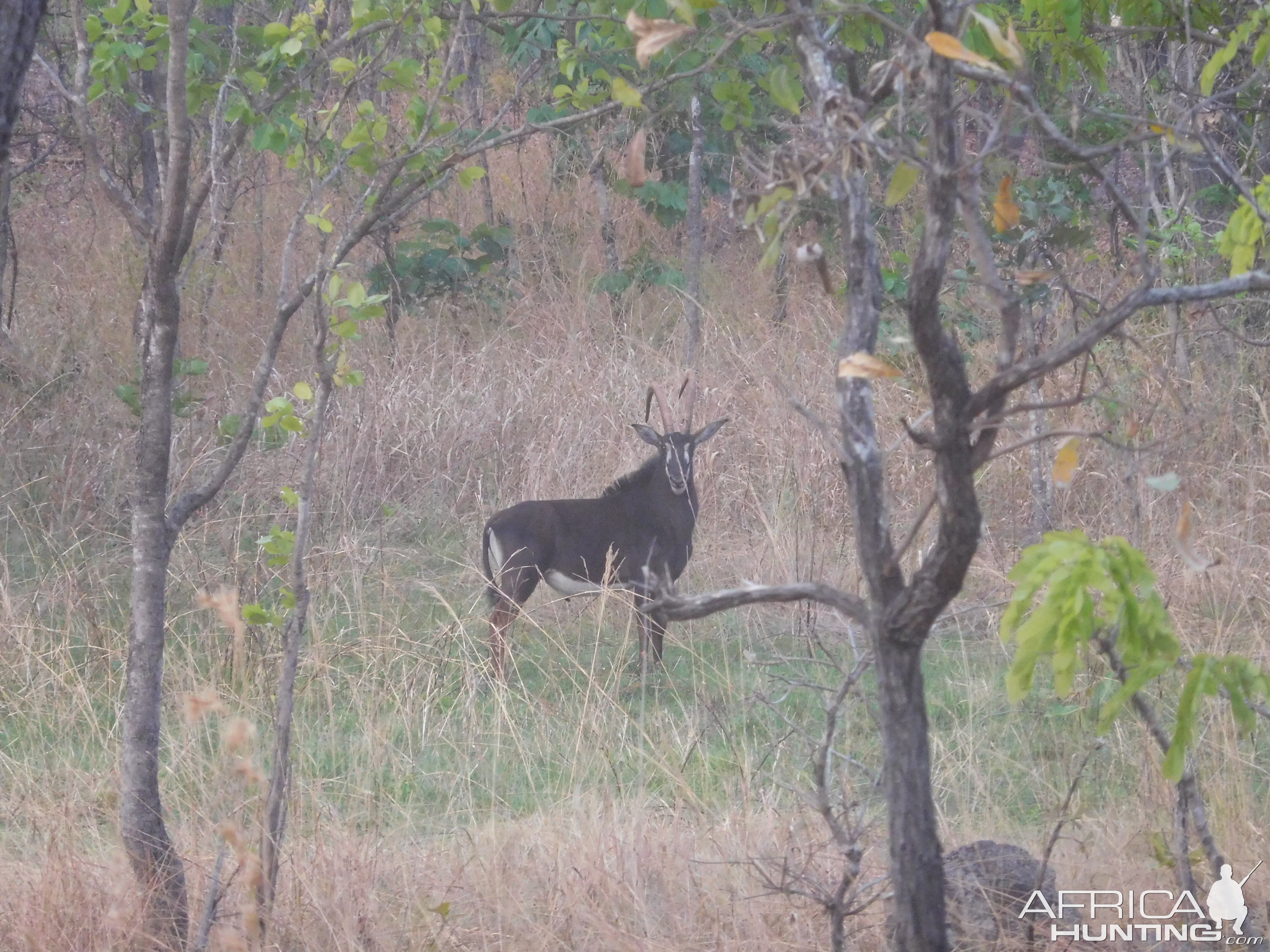 Sable Antelope in Tanzania