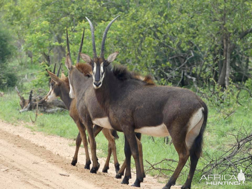 Sable Antelope in the Kruger National Park South Africa