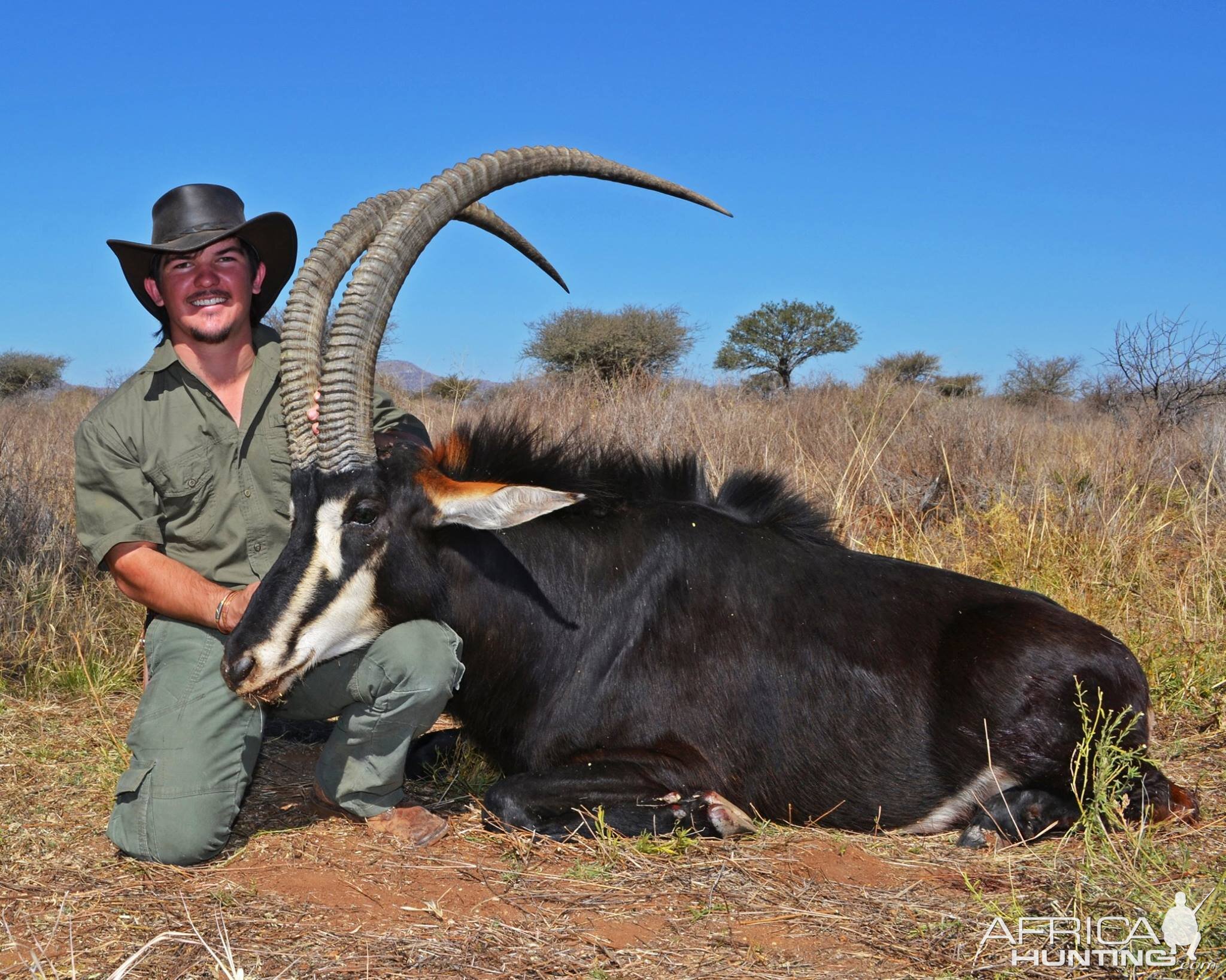 Sable Antelope Namibia  Hunting