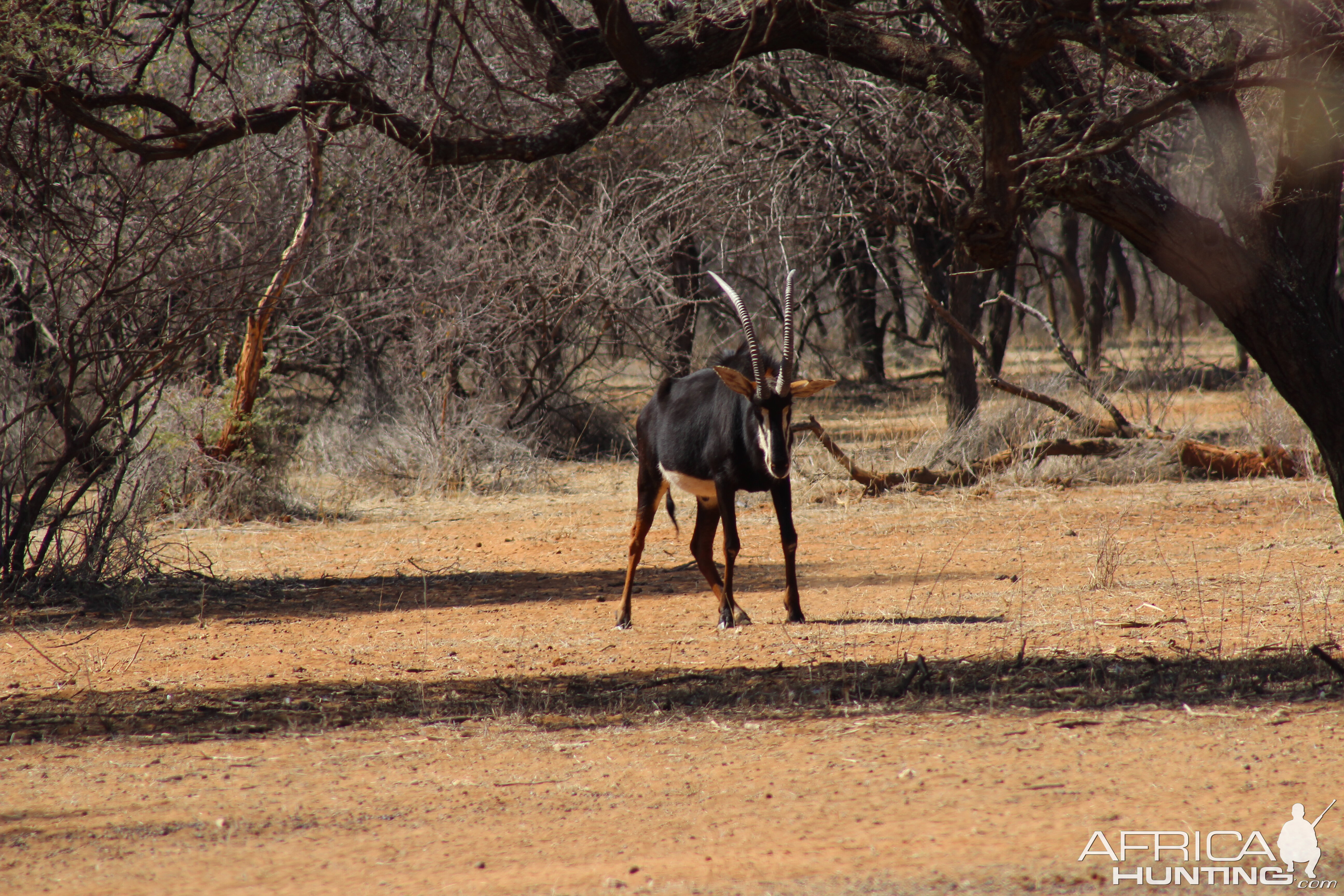 Sable Antelope Namibia