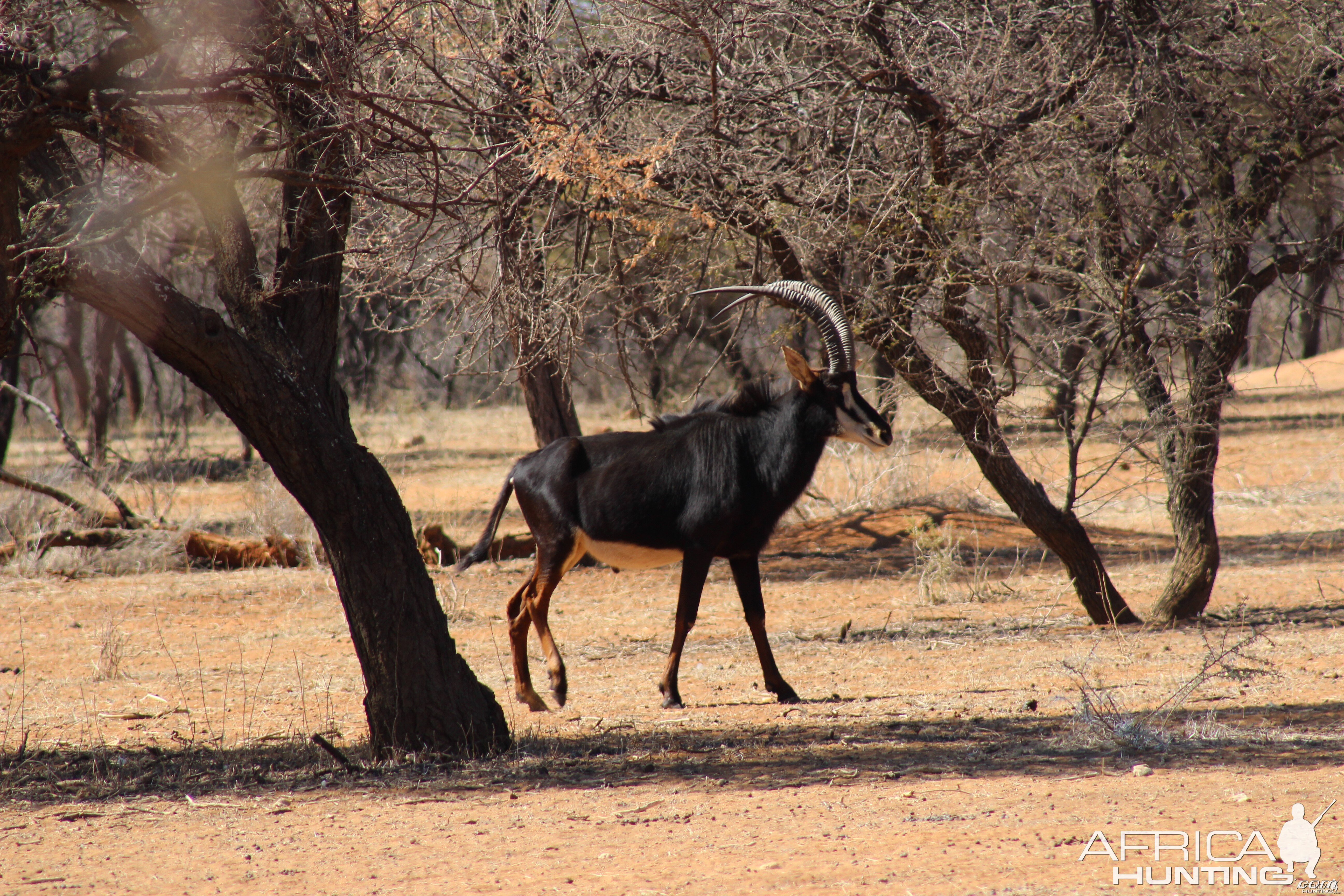 Sable Antelope Namibia