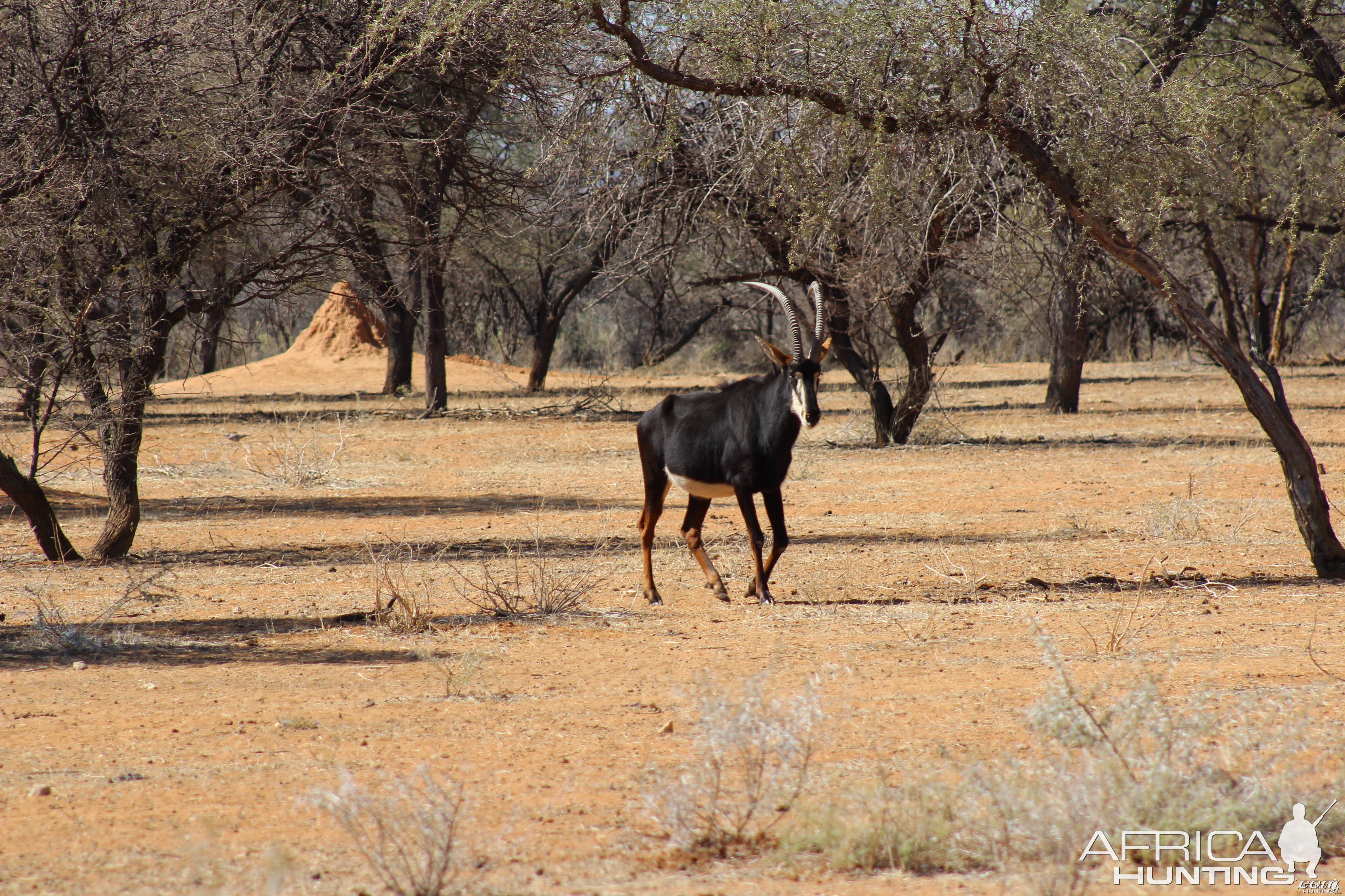 Sable Antelope Namibia