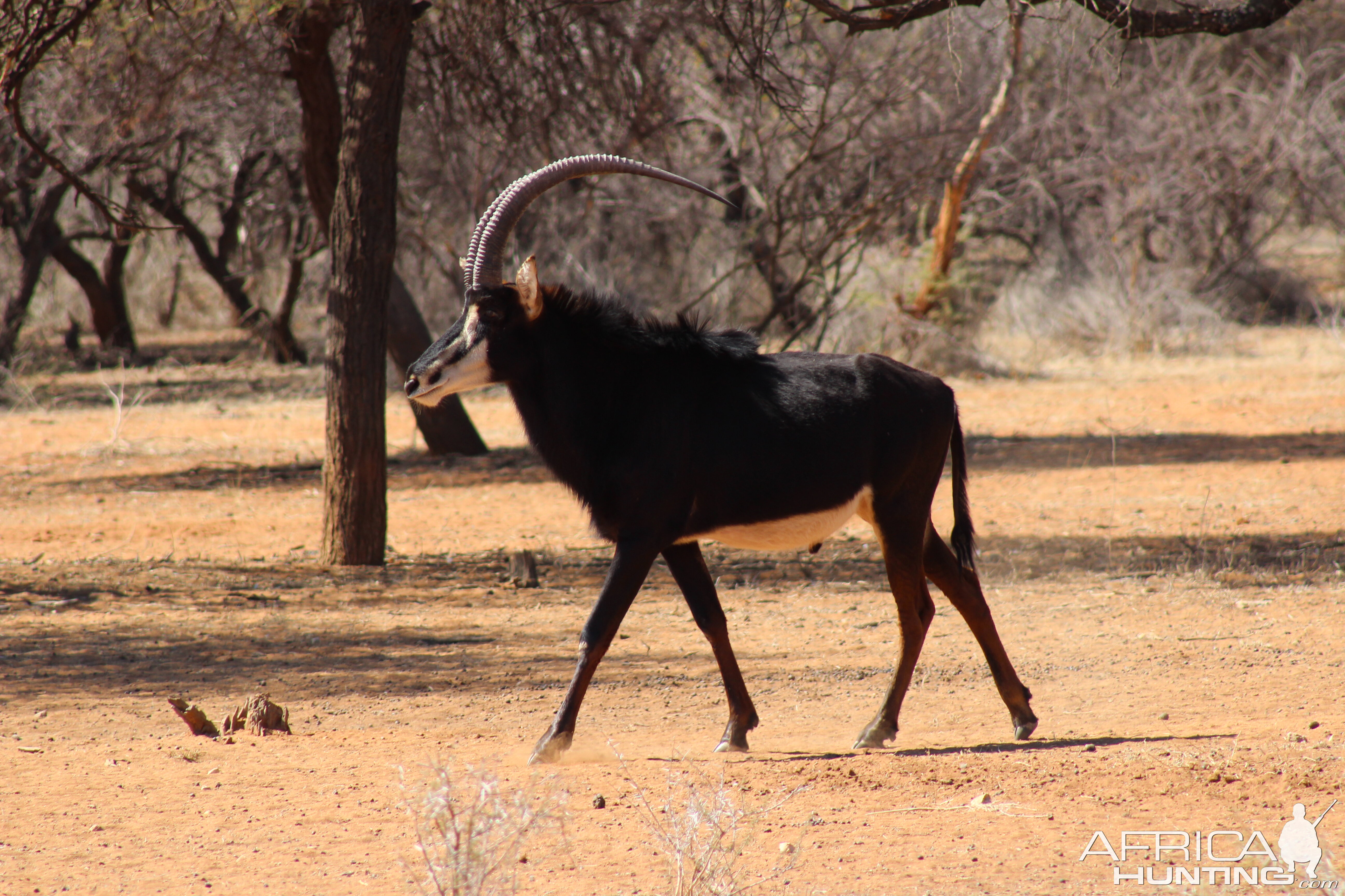 Sable Antelope Namibia