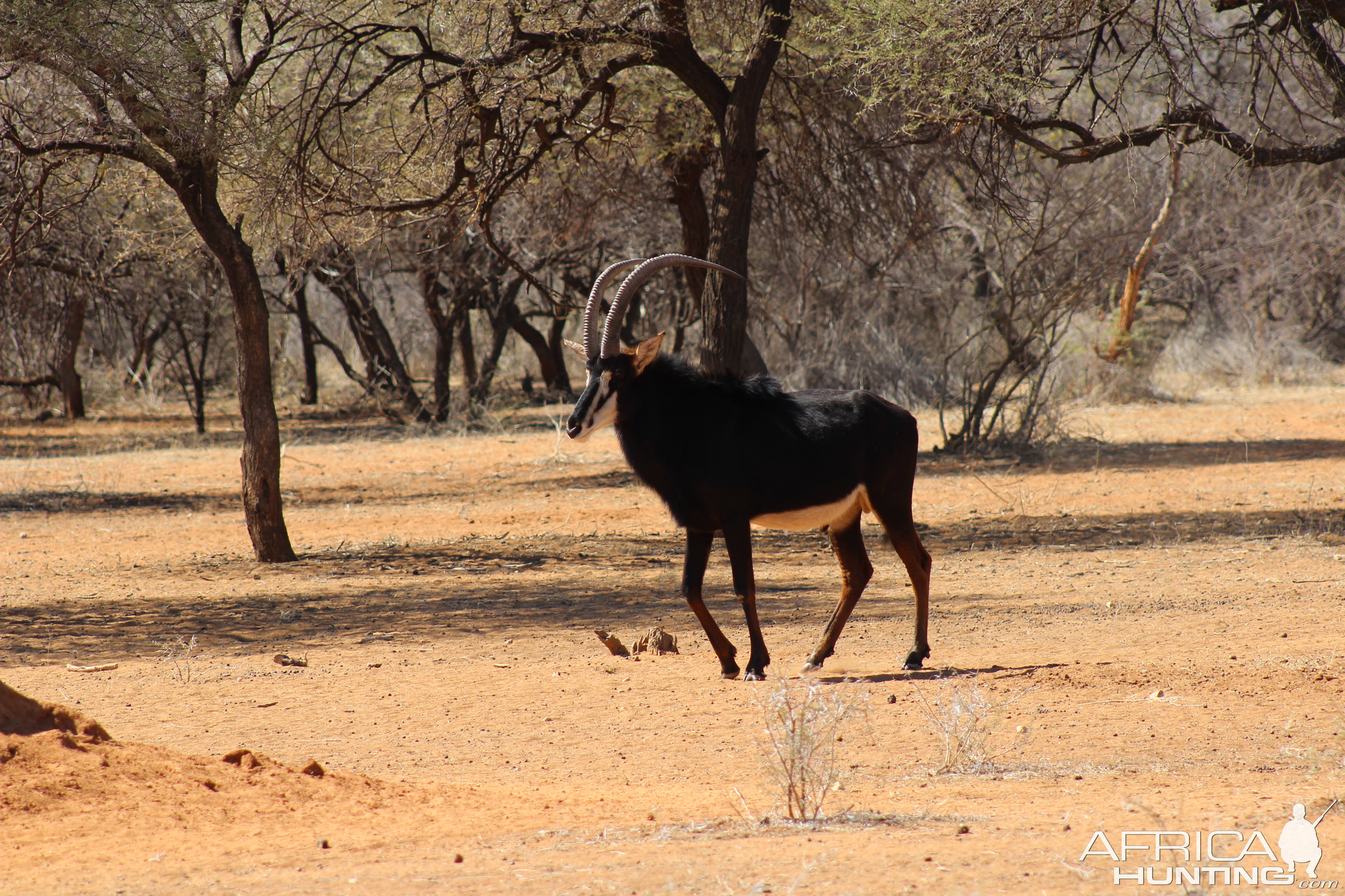 Sable Antelope Namibia