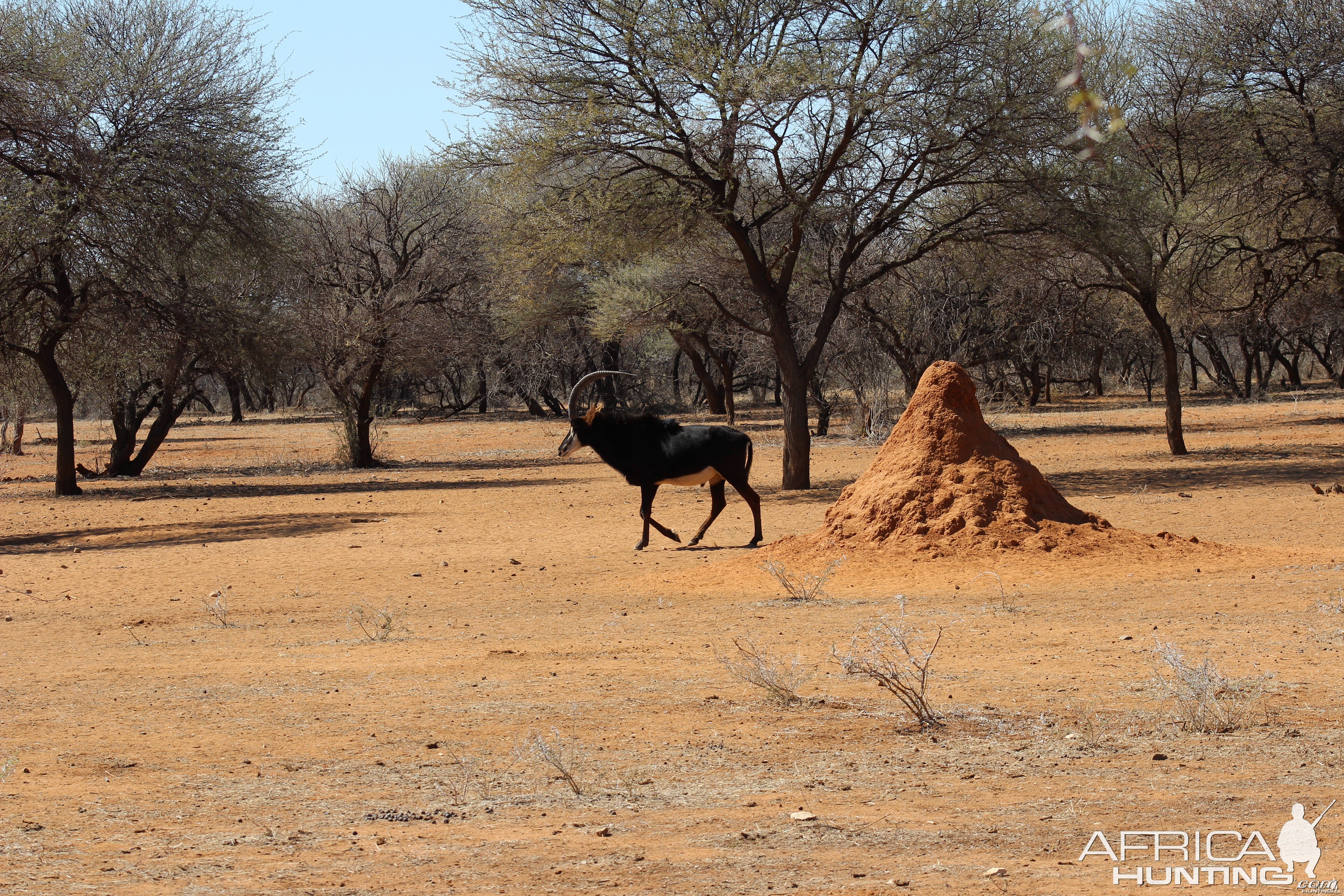 Sable Antelope Namibia