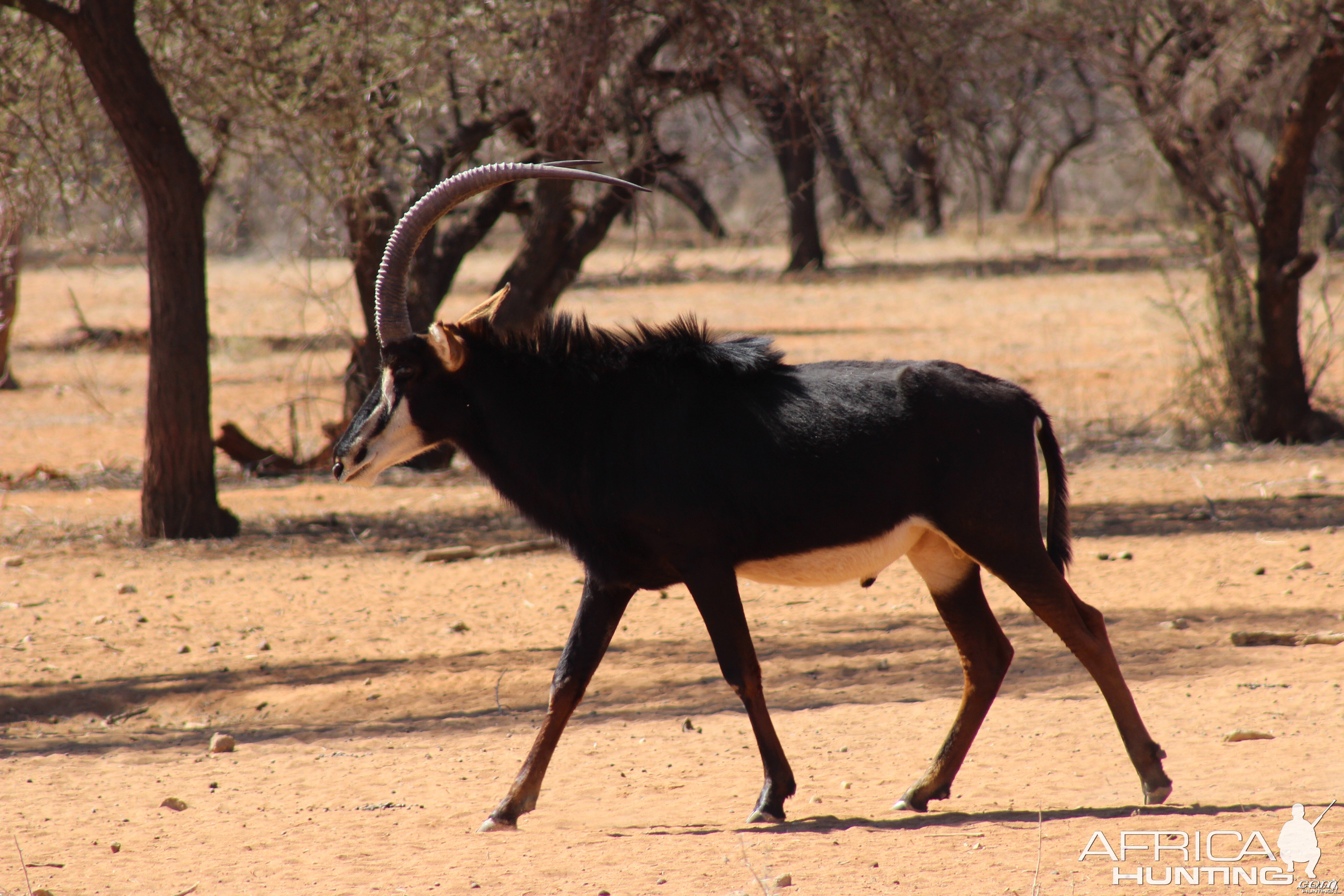 Sable Antelope Namibia