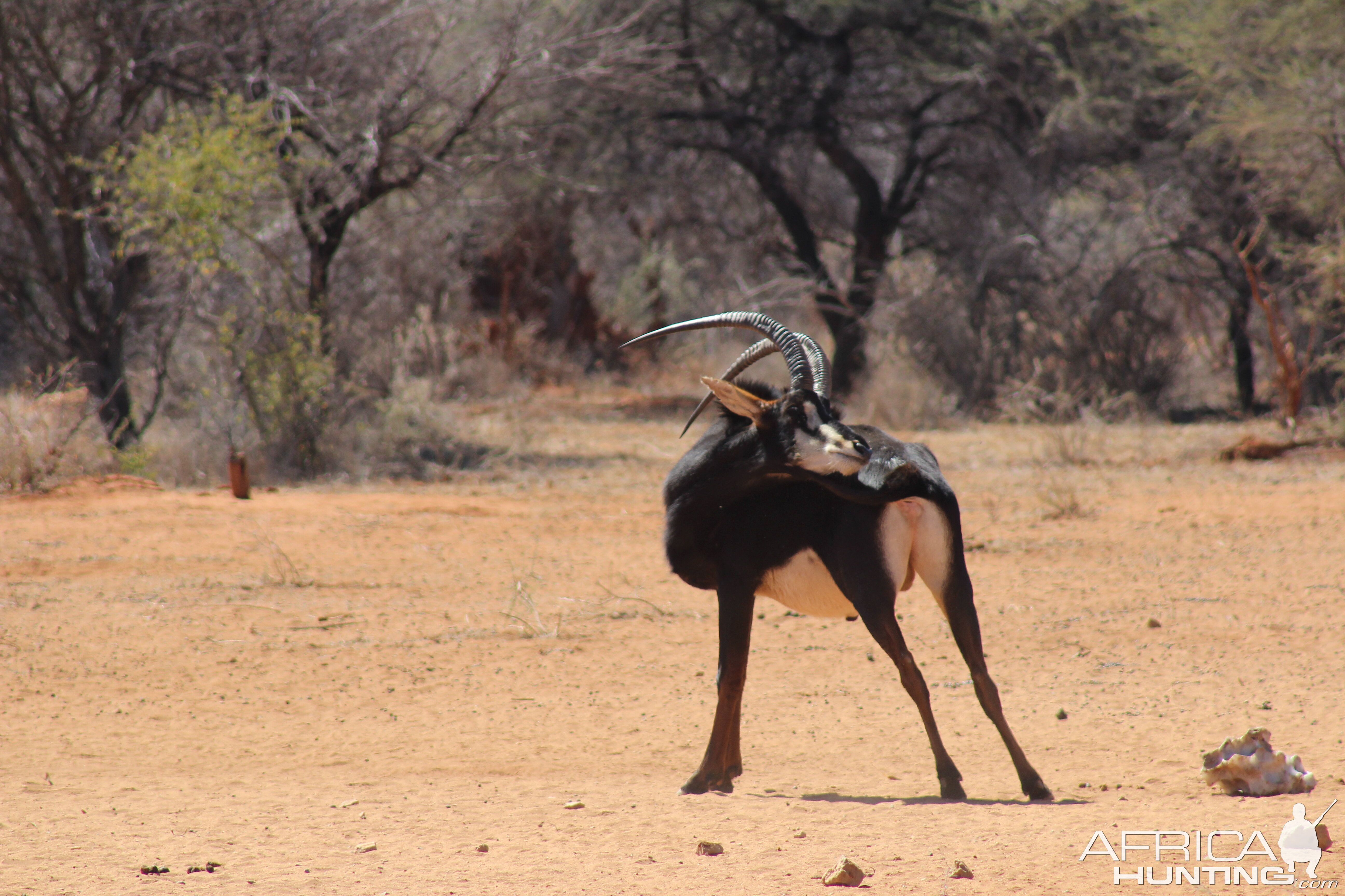 Sable Antelope Namibia