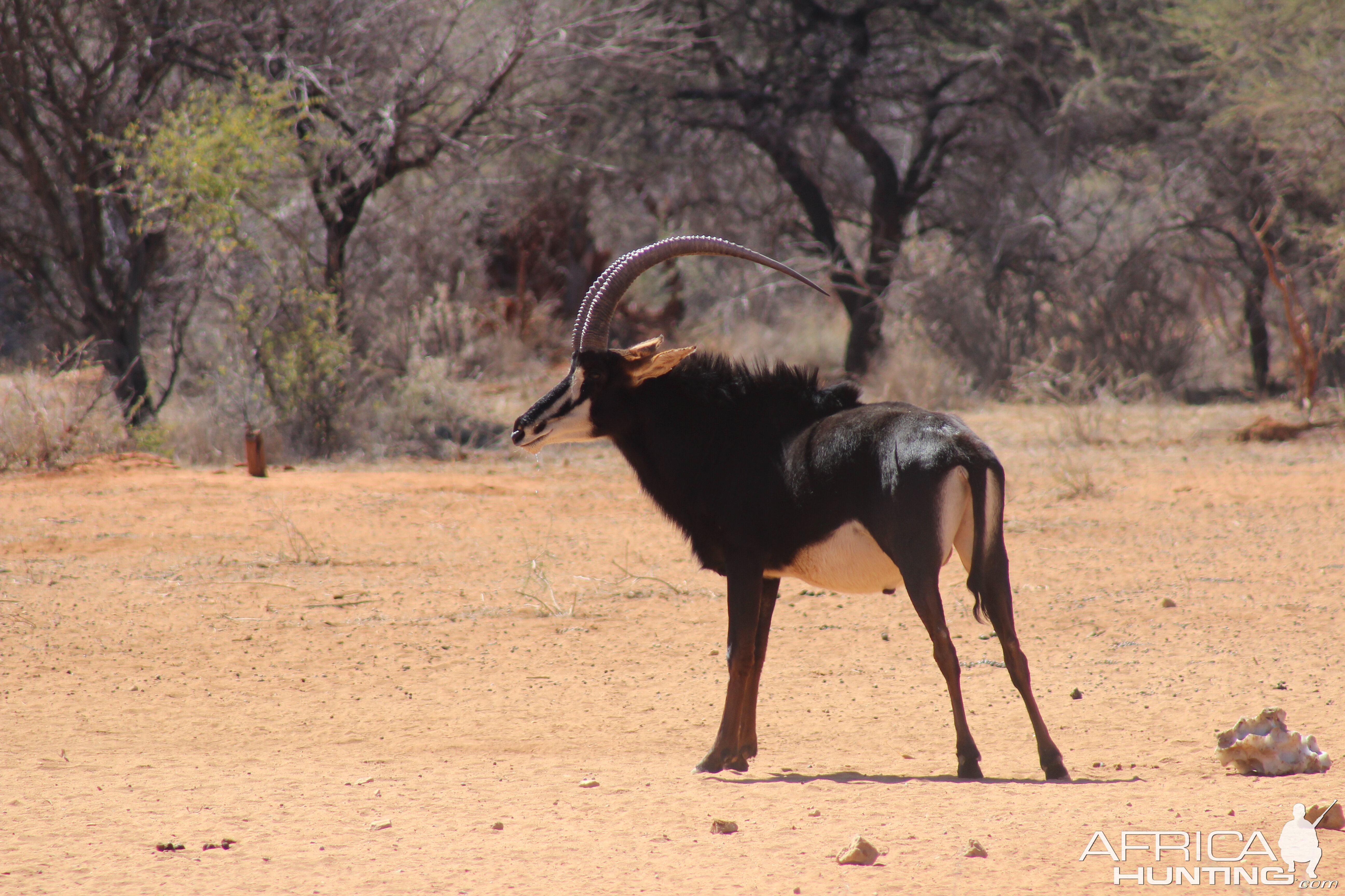 Sable Antelope Namibia