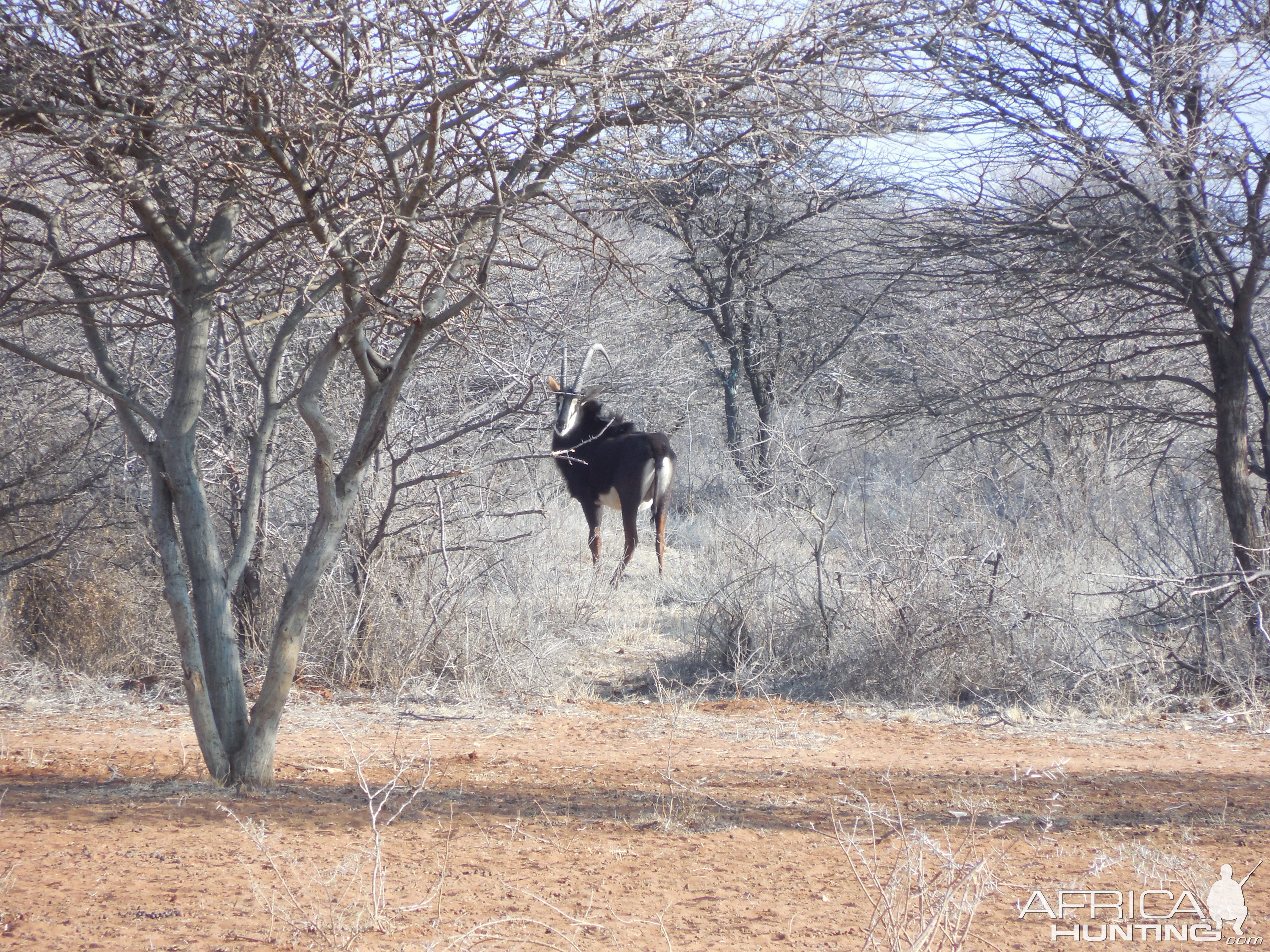 Sable Antelope Namibia