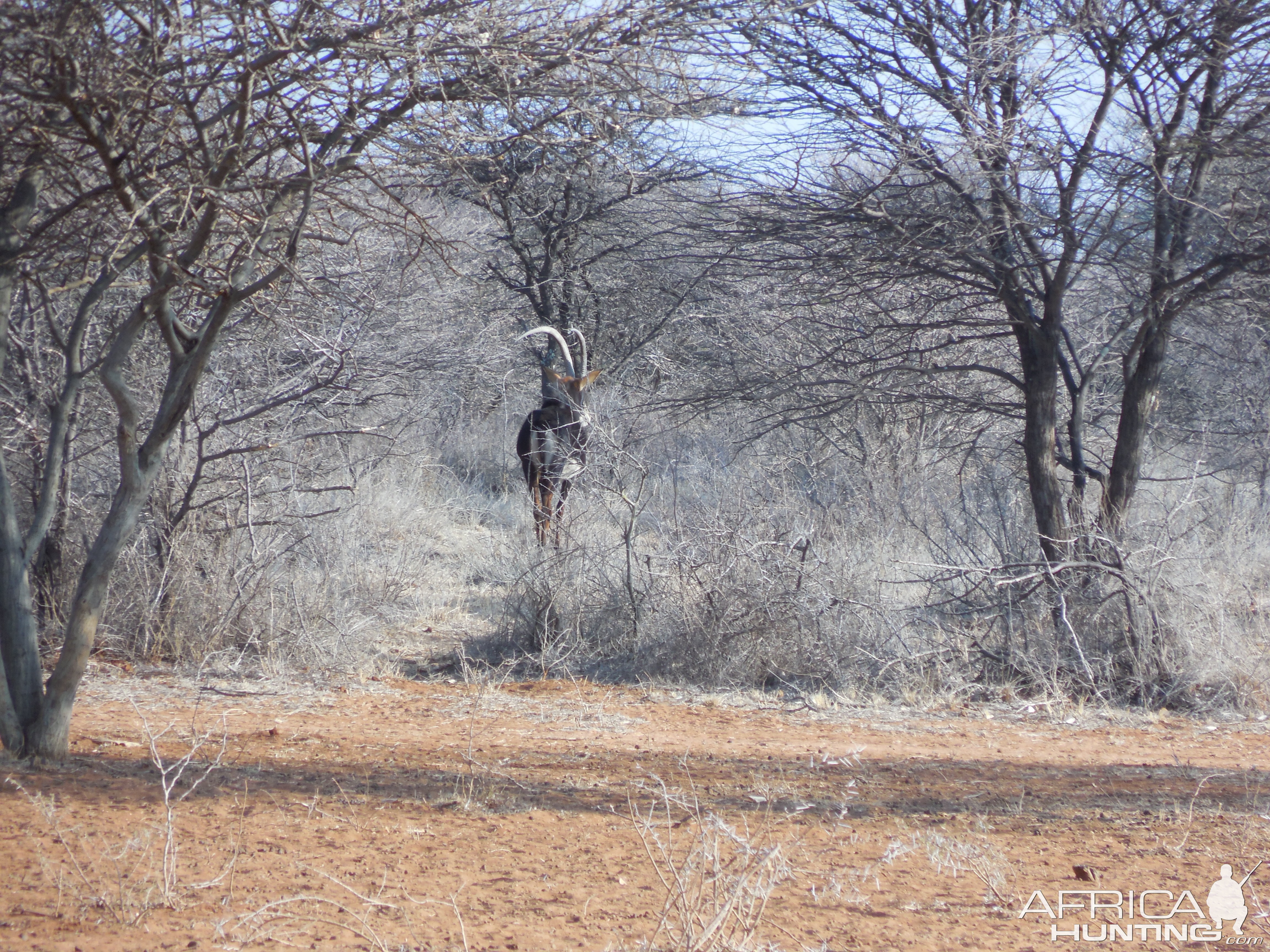 Sable Antelope Namibia