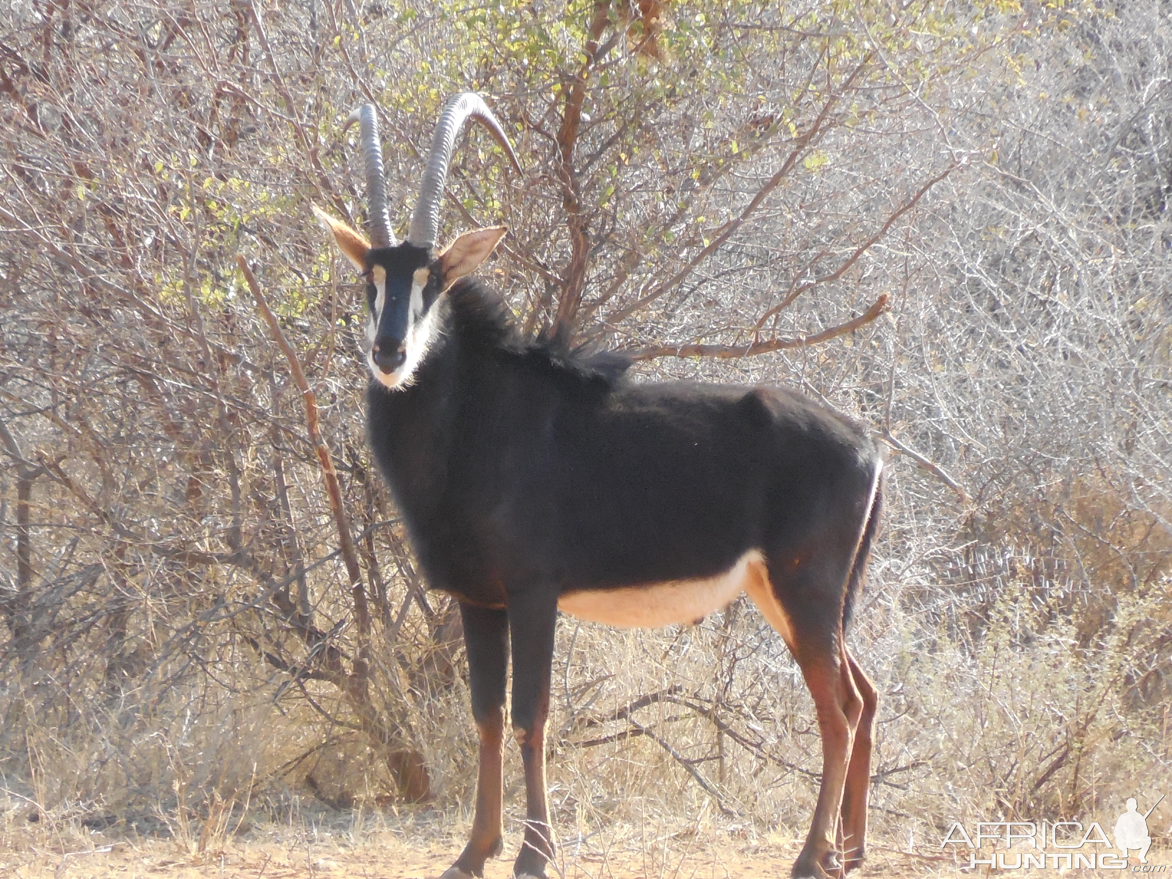 Sable Antelope Namibia