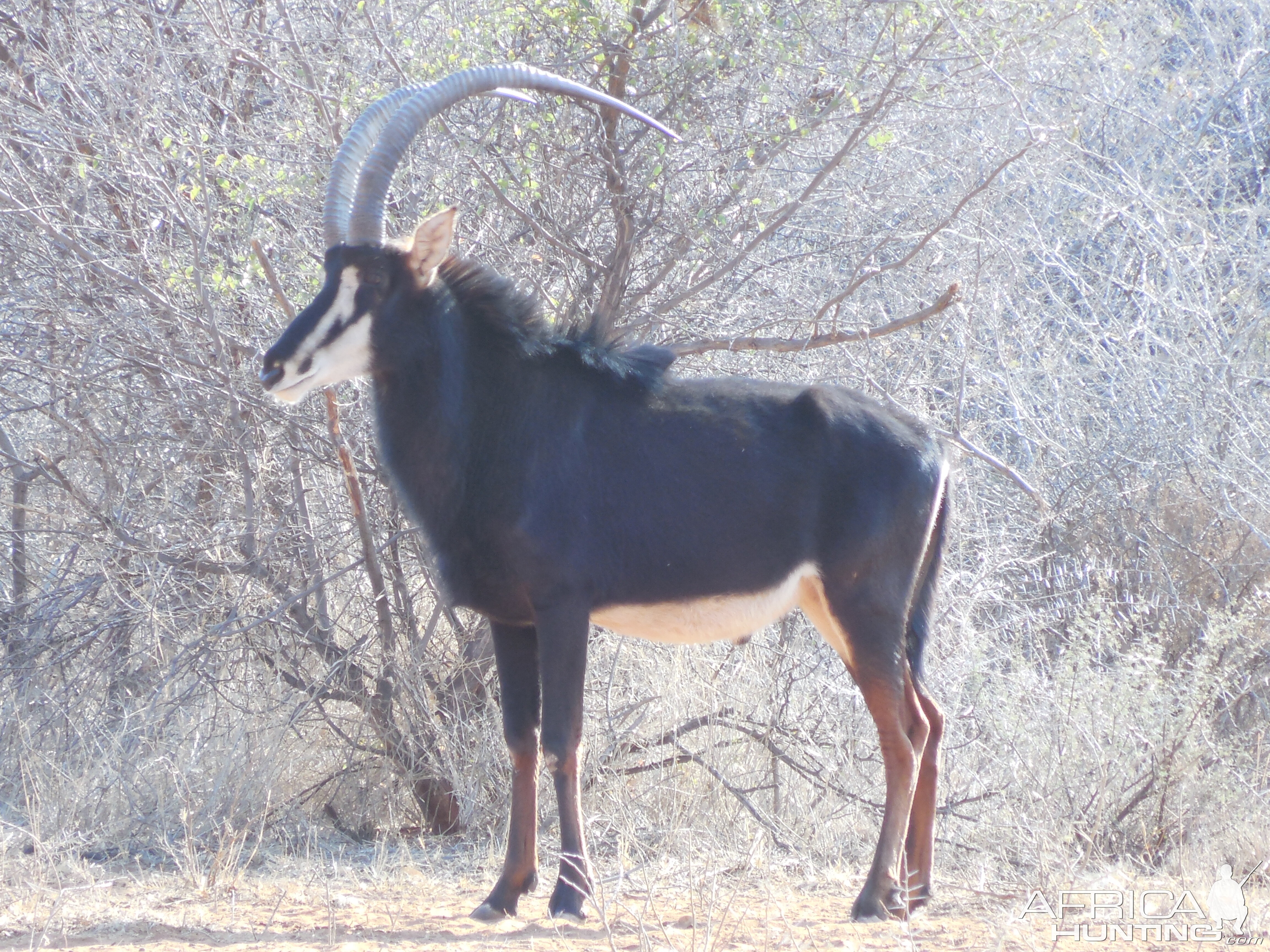 Sable Antelope Namibia