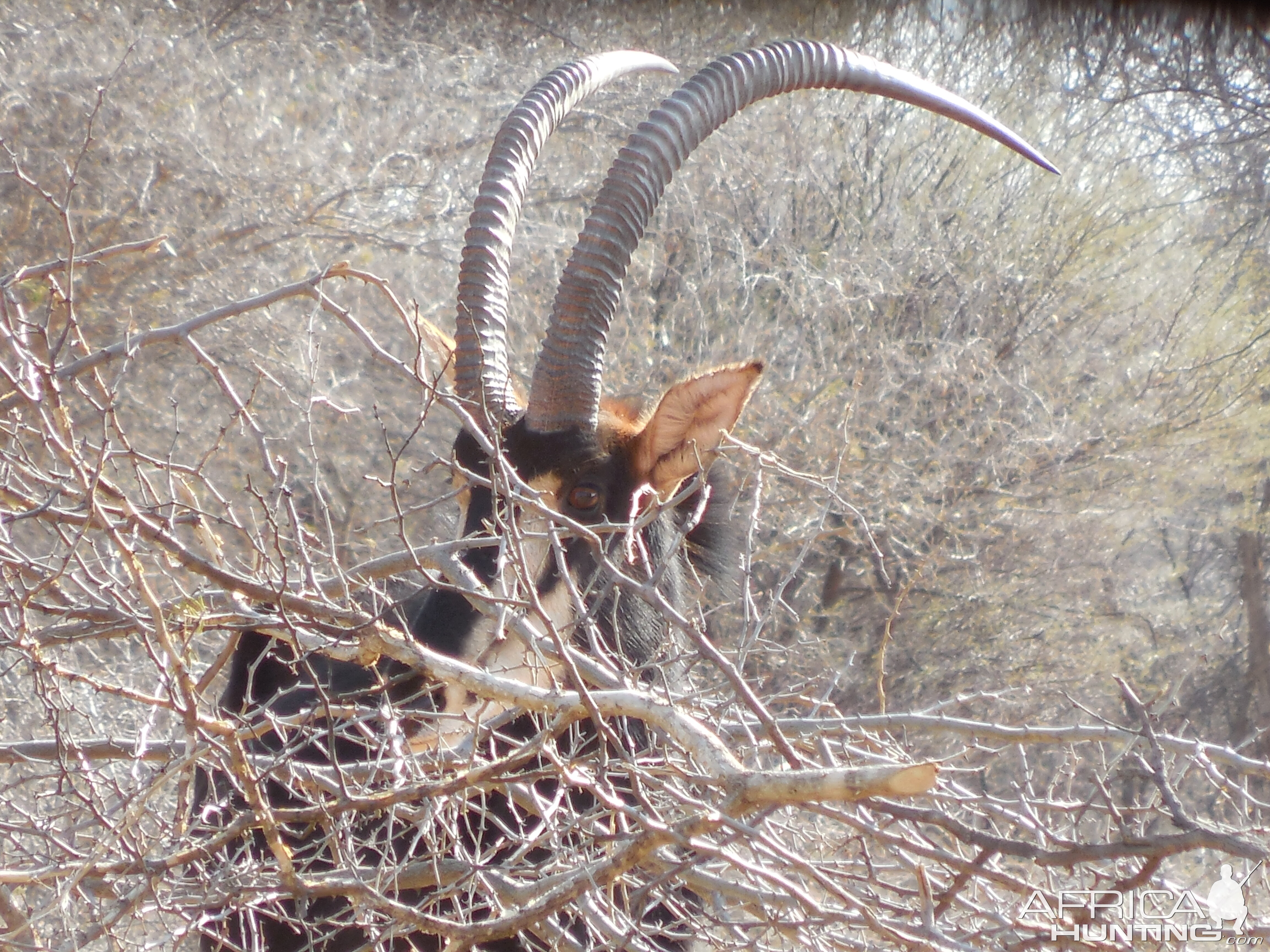 Sable Antelope Namibia