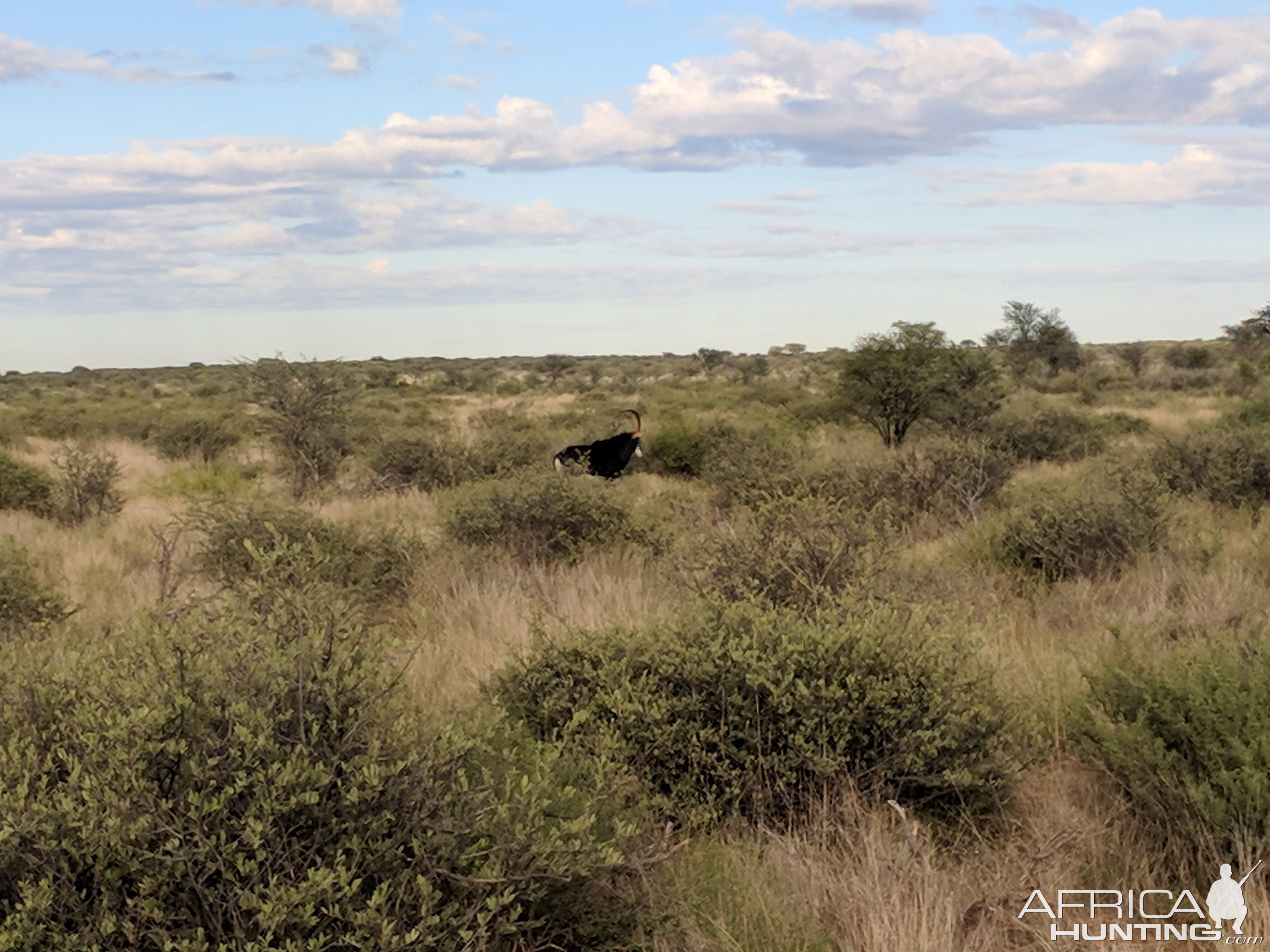 Sable Antelope Namibia