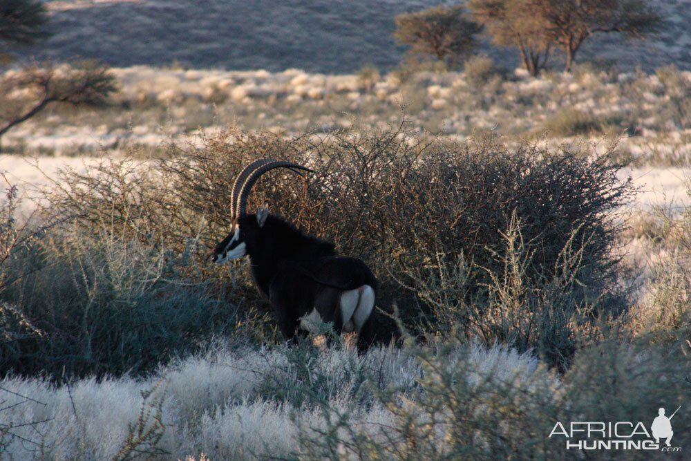 Sable Antelope Namibia