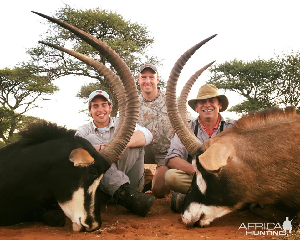 Sable Antelope & Roan Hunt in South Africa