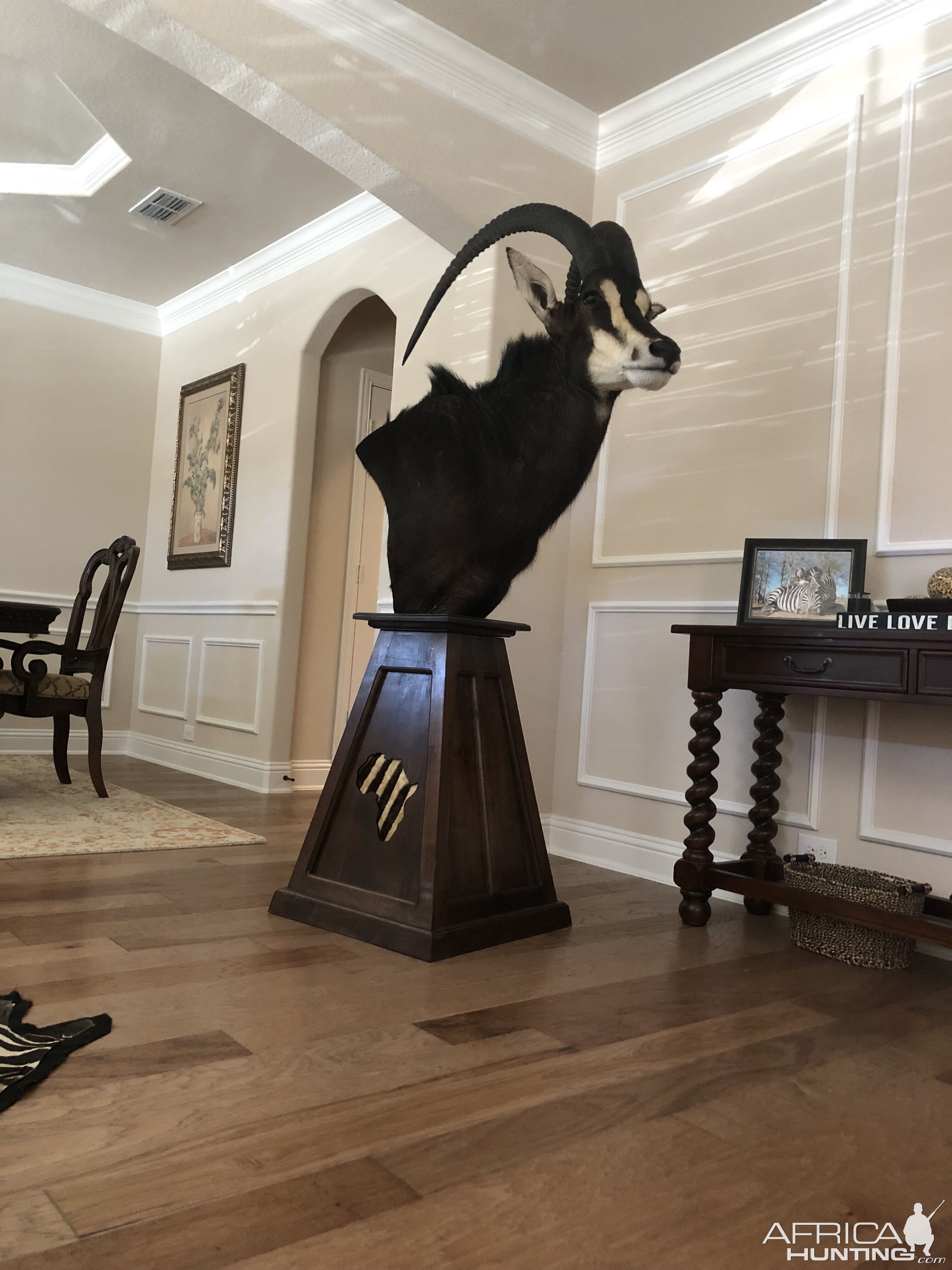 Sable Antelope Shoulder Mount Pedestal Taxidermy