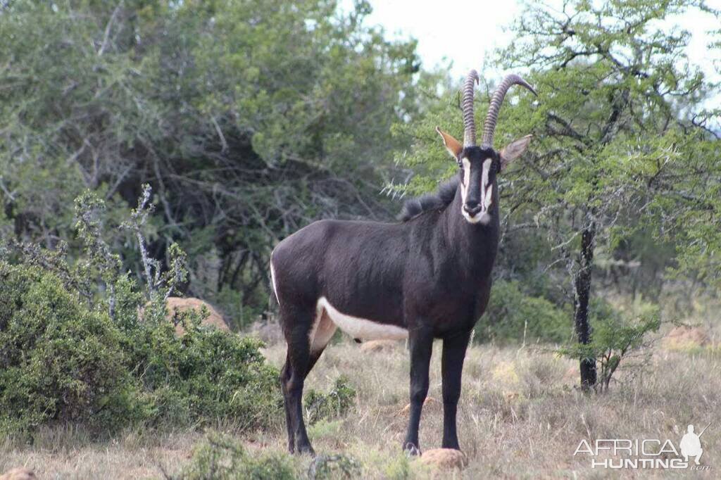 Sable Antelope South Africa