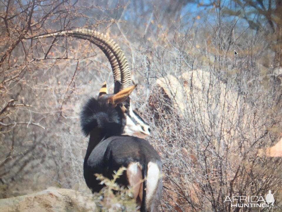 Sable Antelope South Africa