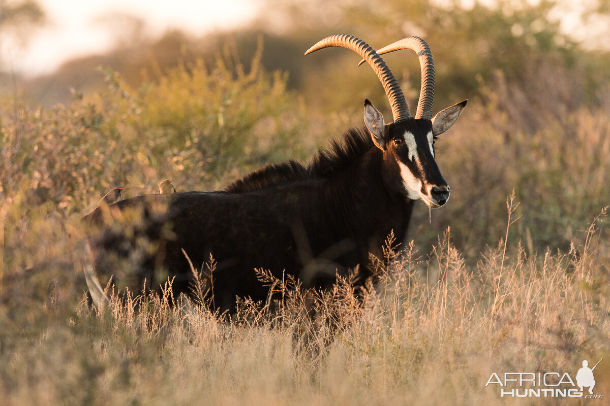 Sable Antelope South Africa